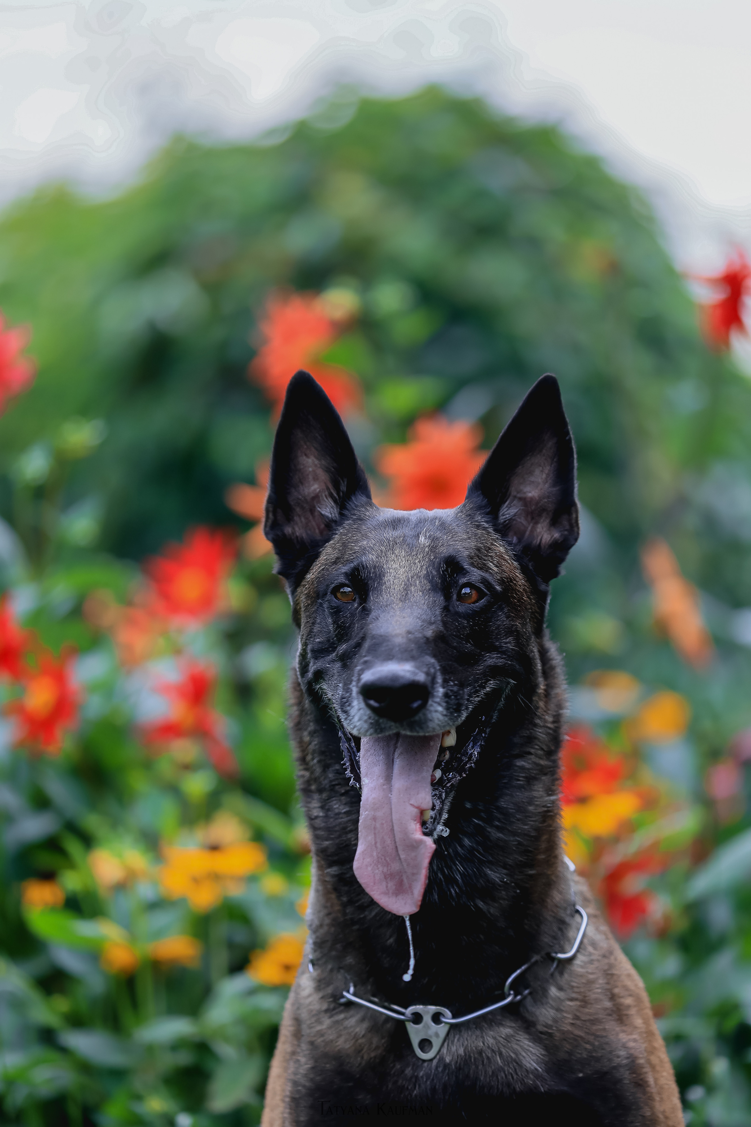Фотосессия Малинуа. Фотограф Анималист из Новосибирска Татьяна Кауфман