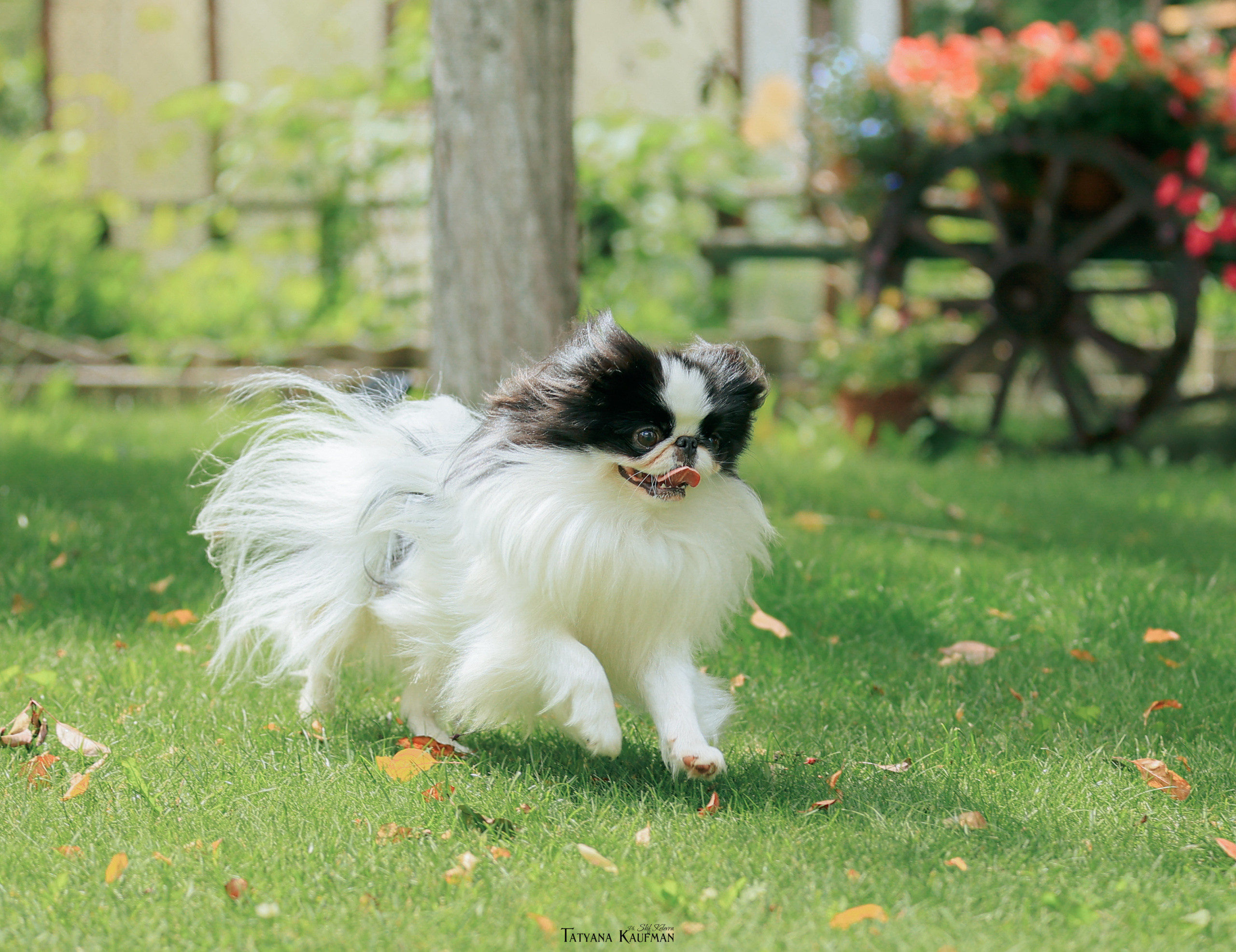 Фотосъемка японских хинов. Фотограф Анималист из Новосибирска Татьяна Кауфман
