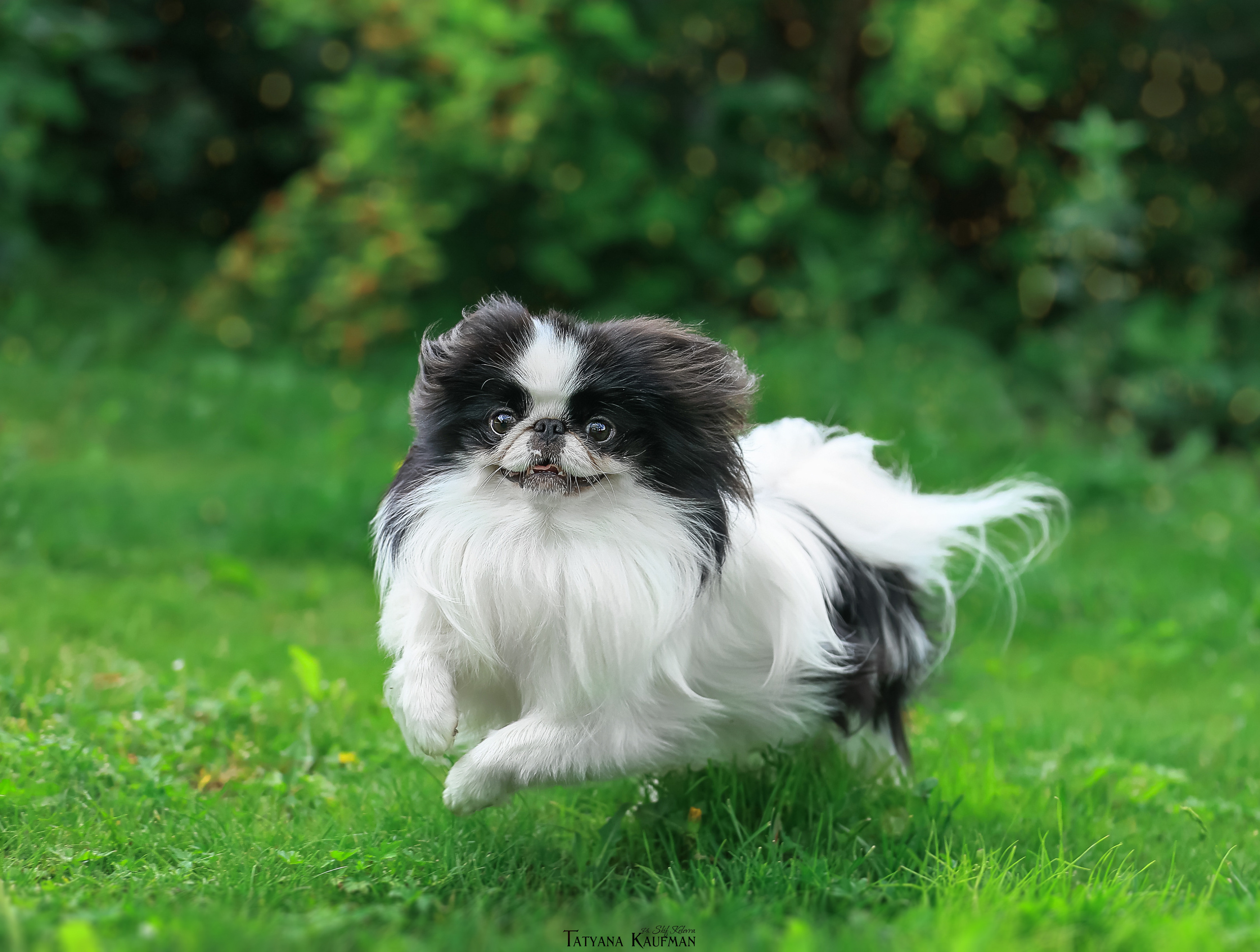 Фотограф Анималист из Новосибирска Татьяна Кауфман