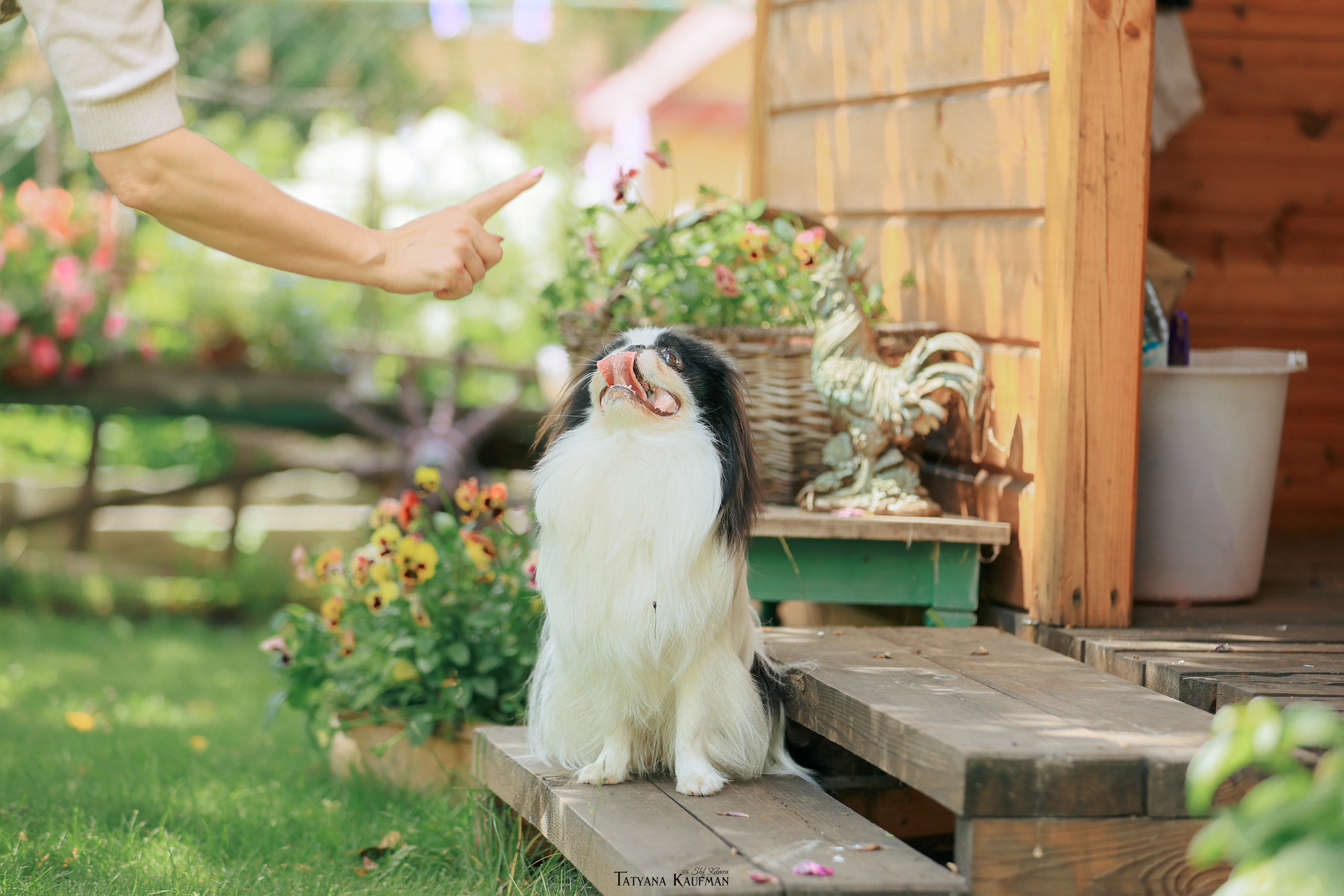 Фотосъемка японских хинов. Фотограф Анималист из Новосибирска Татьяна Кауфман