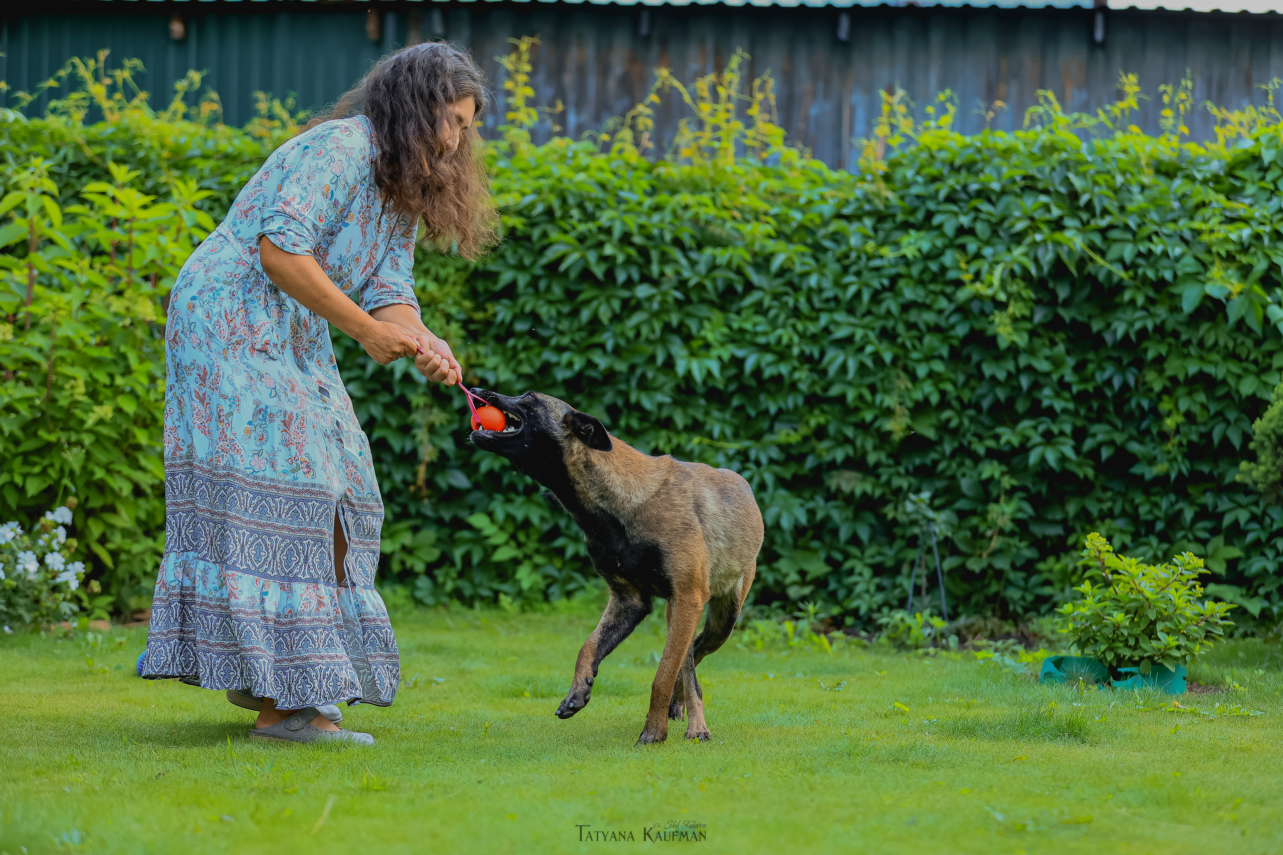 Фотосессия Малинуа. Фотограф Анималист из Новосибирска Татьяна Кауфман