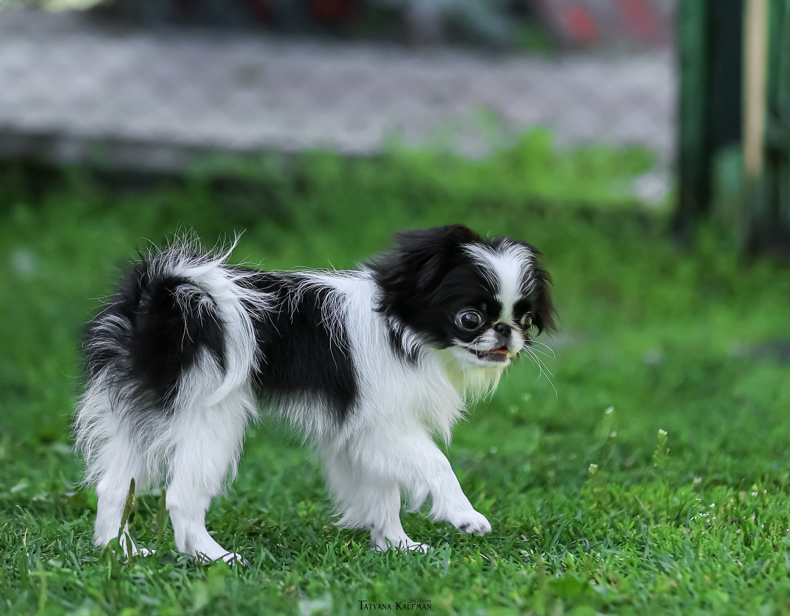 Японский хин, фотография японский хин, собака в цветах, красивая собака, фотограф анималист, фотокурс Анималистика, научиться фотографировать собак, фотограф Новосибирск