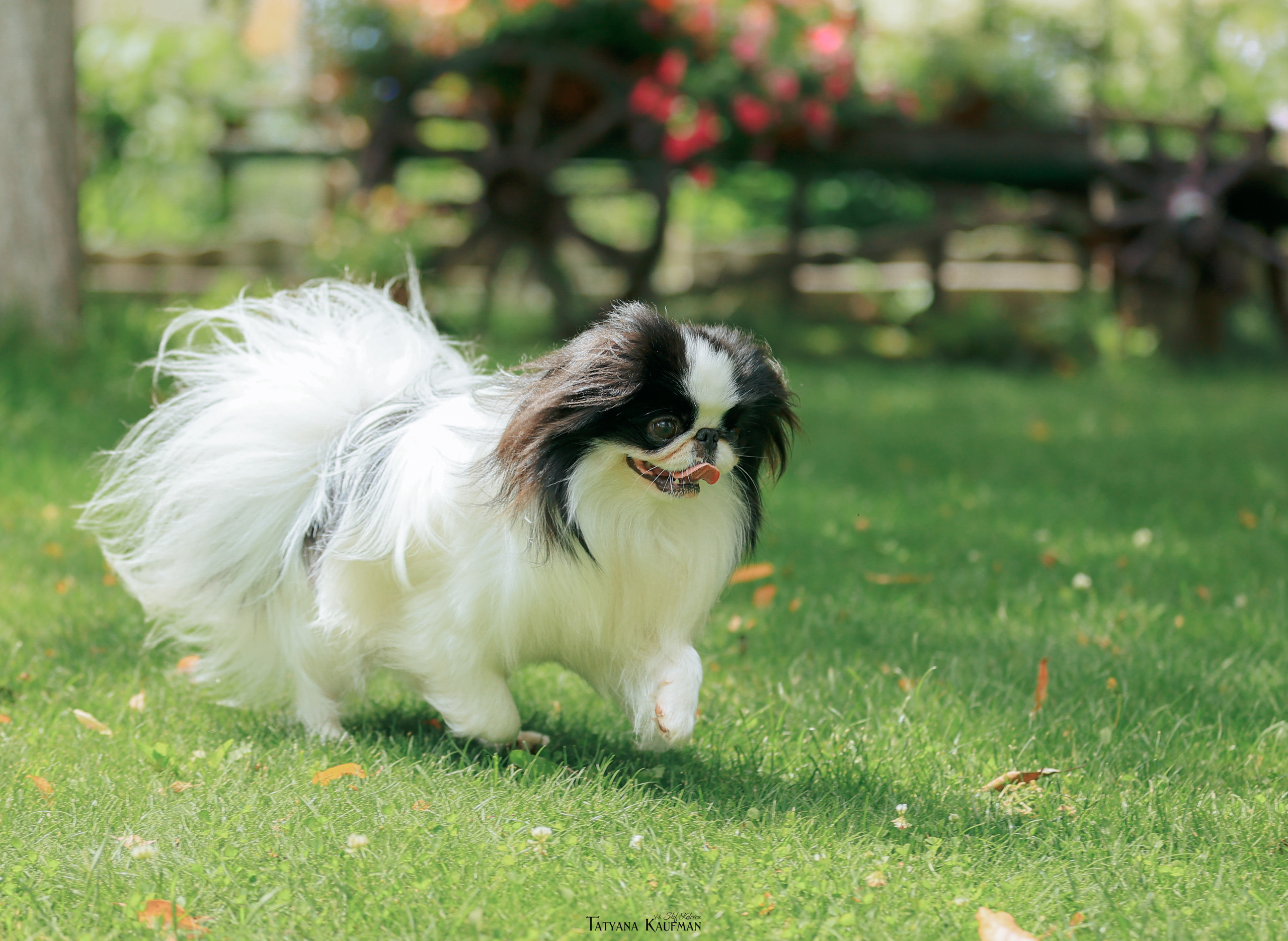 Фотосъемка японских хинов. Фотограф Анималист из Новосибирска Татьяна Кауфман