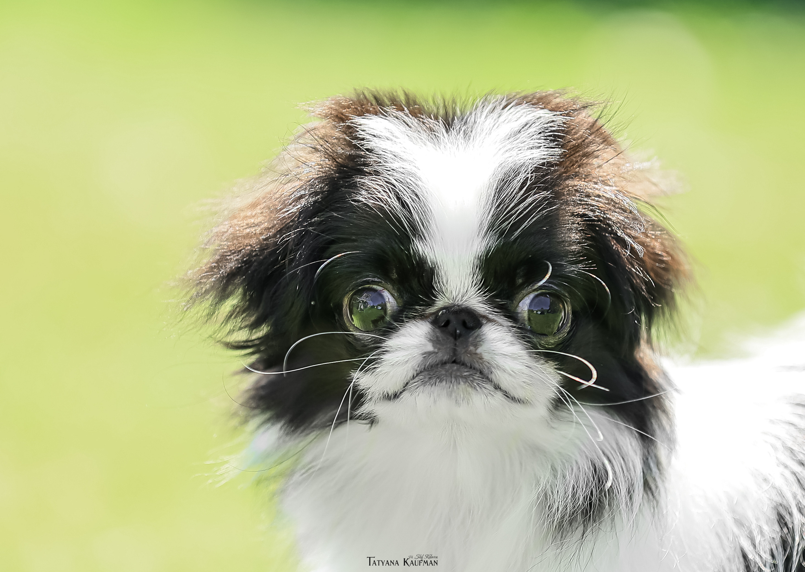 Японский хин, фотография японский хин, собака в цветах, красивая собака, фотограф анималист, фотокурс Анималистика, научиться фотографировать собак, фотограф Новосибирск