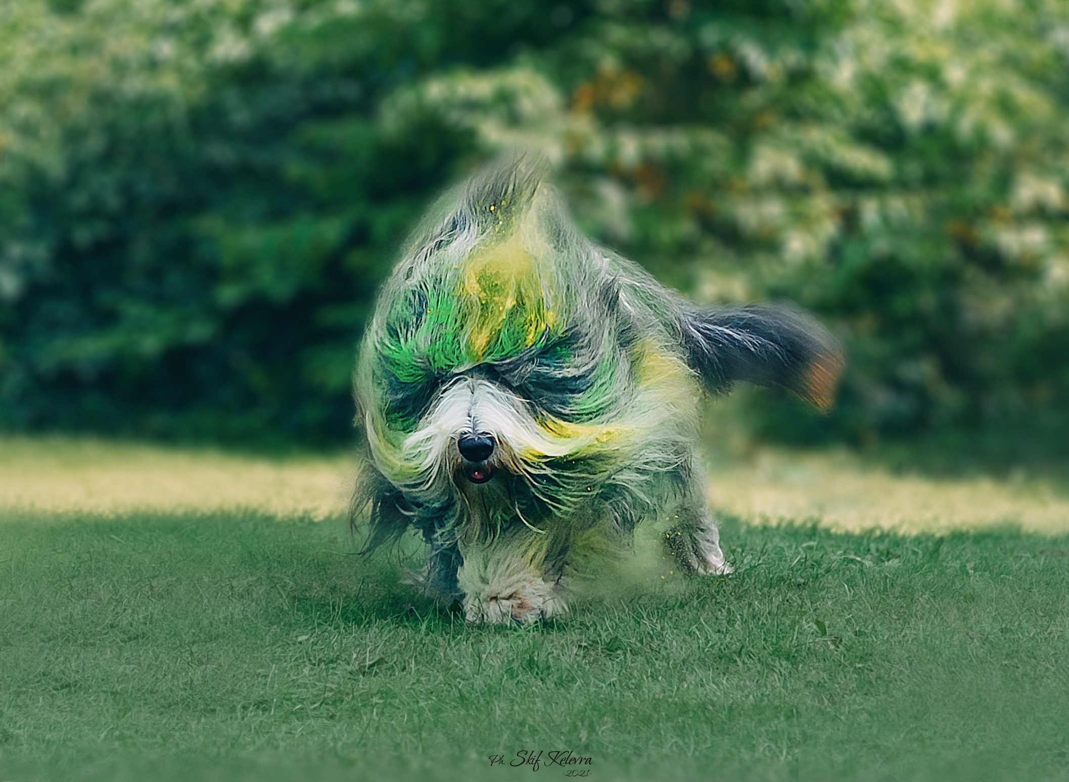 Фотограф Анималист Новосибирск Татьяна Кауфман. Фотографирую собаку. Фотосессия щенков. Фотосессия собак. Заказать съемки. Заказать фотосессию в Новосибирске. Фотосессия Новосибирск. Анималистика. Как фотографировать собак? Как сфотографировать собаку? Как фотографировать собак в движении. Съемка на выставке. Экстерьерная фотосессия