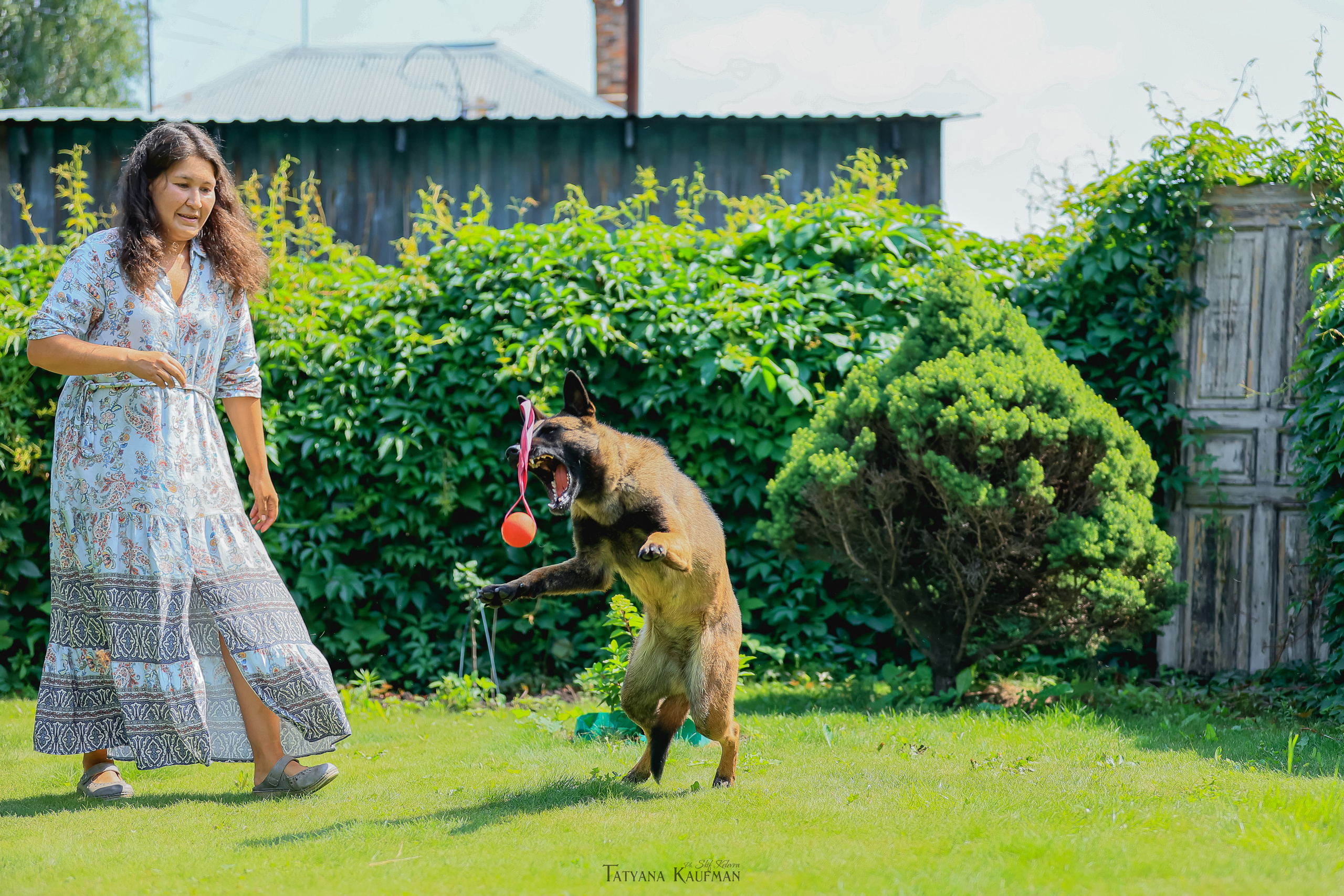 Фотосессия Малинуа. Фотограф Анималист из Новосибирска Татьяна Кауфман