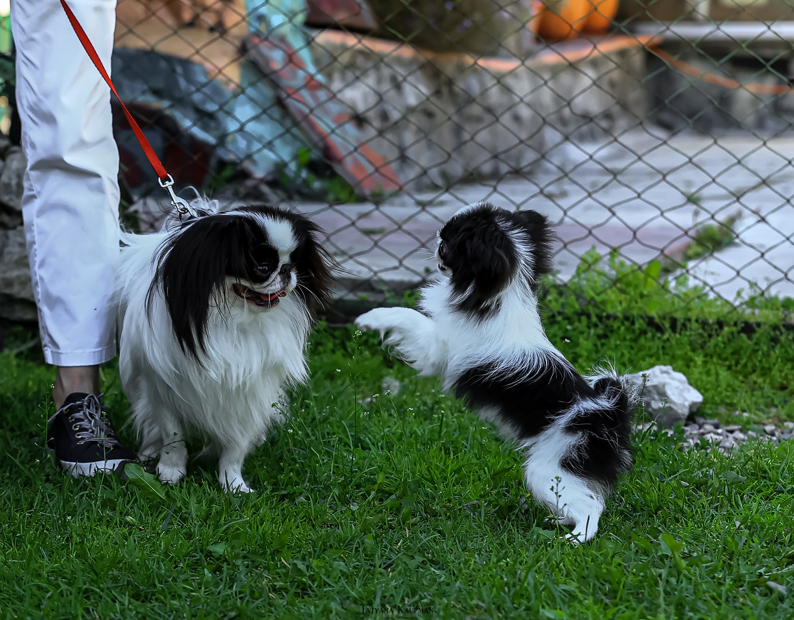 Японский хин, фотография японский хин, собака в цветах, красивая собака, фотограф анималист, фотокурс Анималистика, научиться фотографировать собак, фотограф Новосибирск