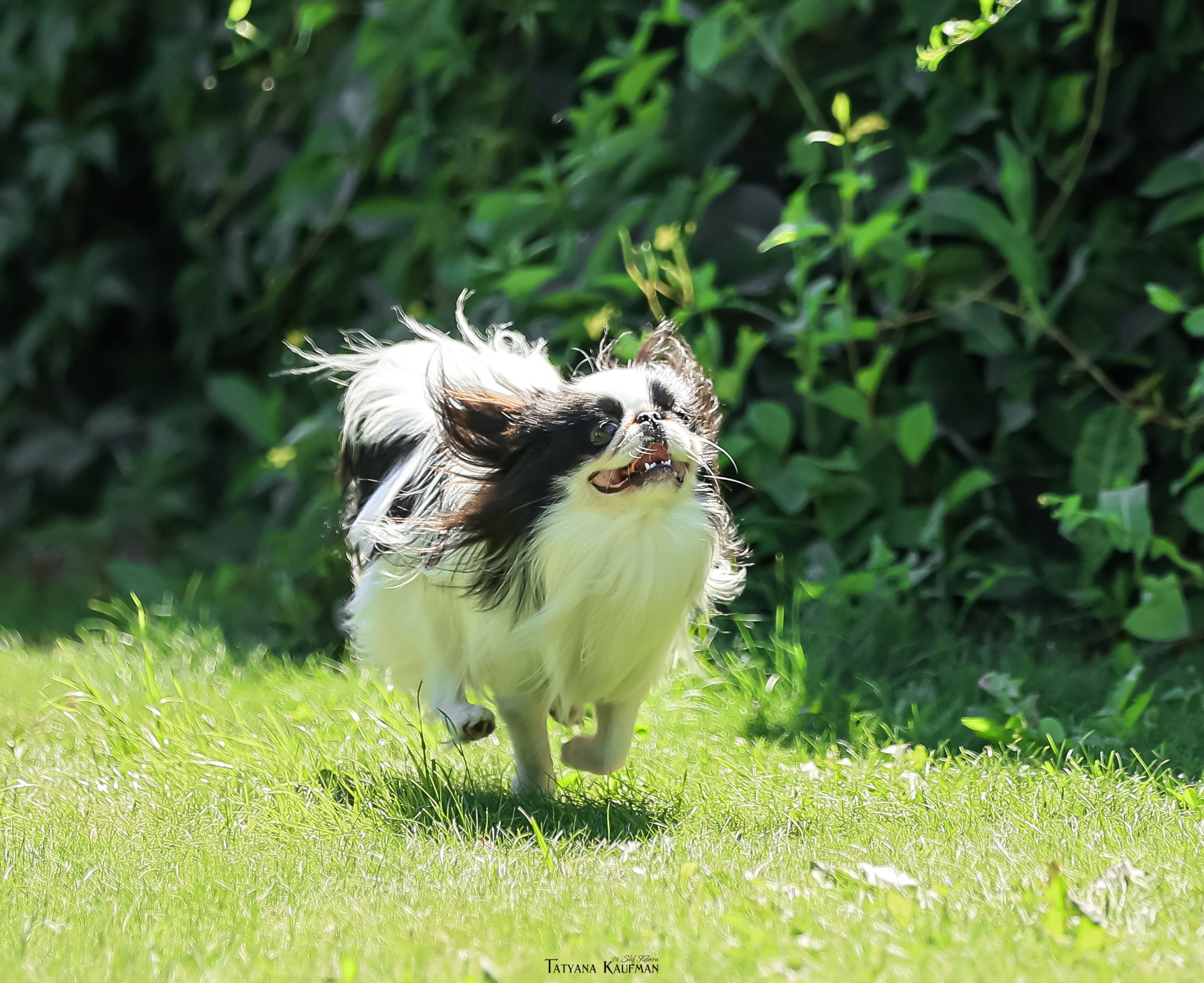 Японский хин, фотография японский хин, собака в цветах, красивая собака, фотограф анималист, фотокурс Анималистика, научиться фотографировать собак, фотограф Новосибирск