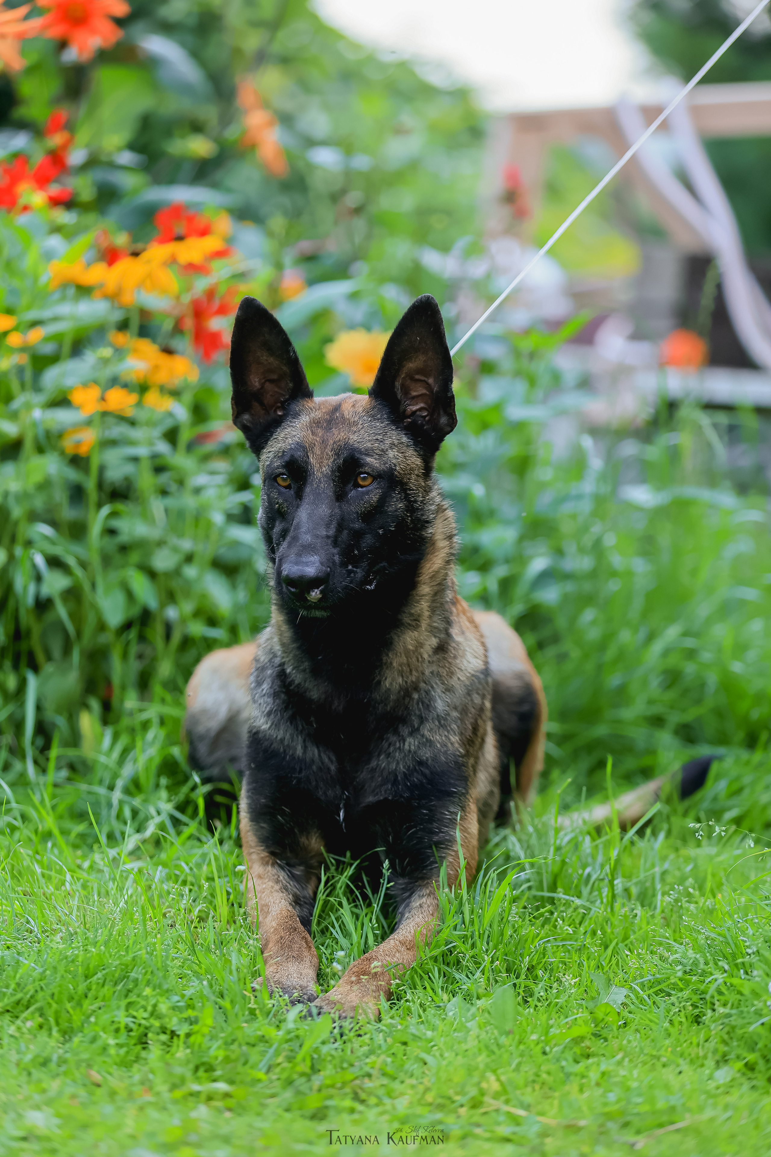 Фотосессия Малинуа. Фотограф Анималист из Новосибирска Татьяна Кауфман