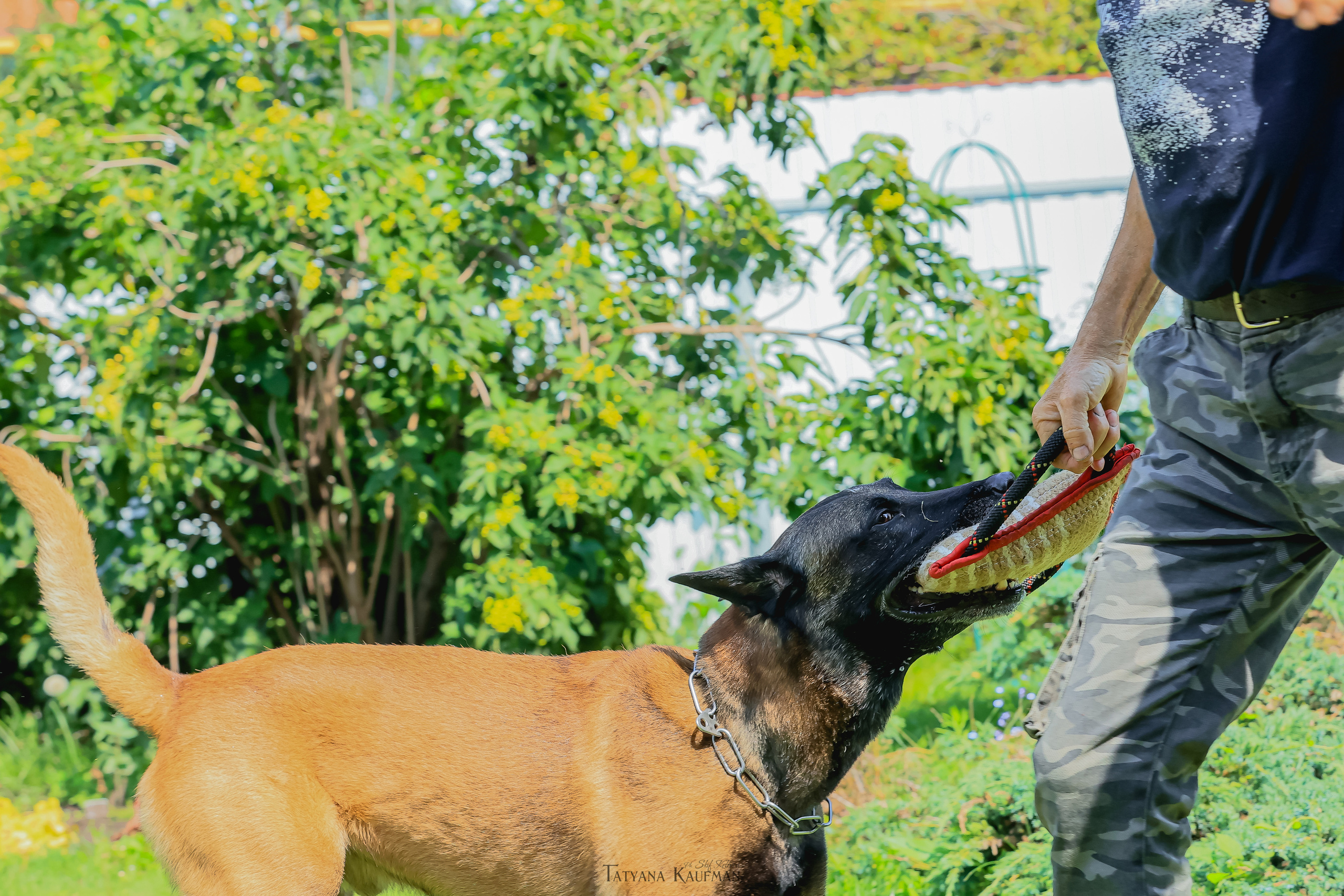 Фотосессия Малинуа. Фотограф Анималист из Новосибирска Татьяна Кауфман