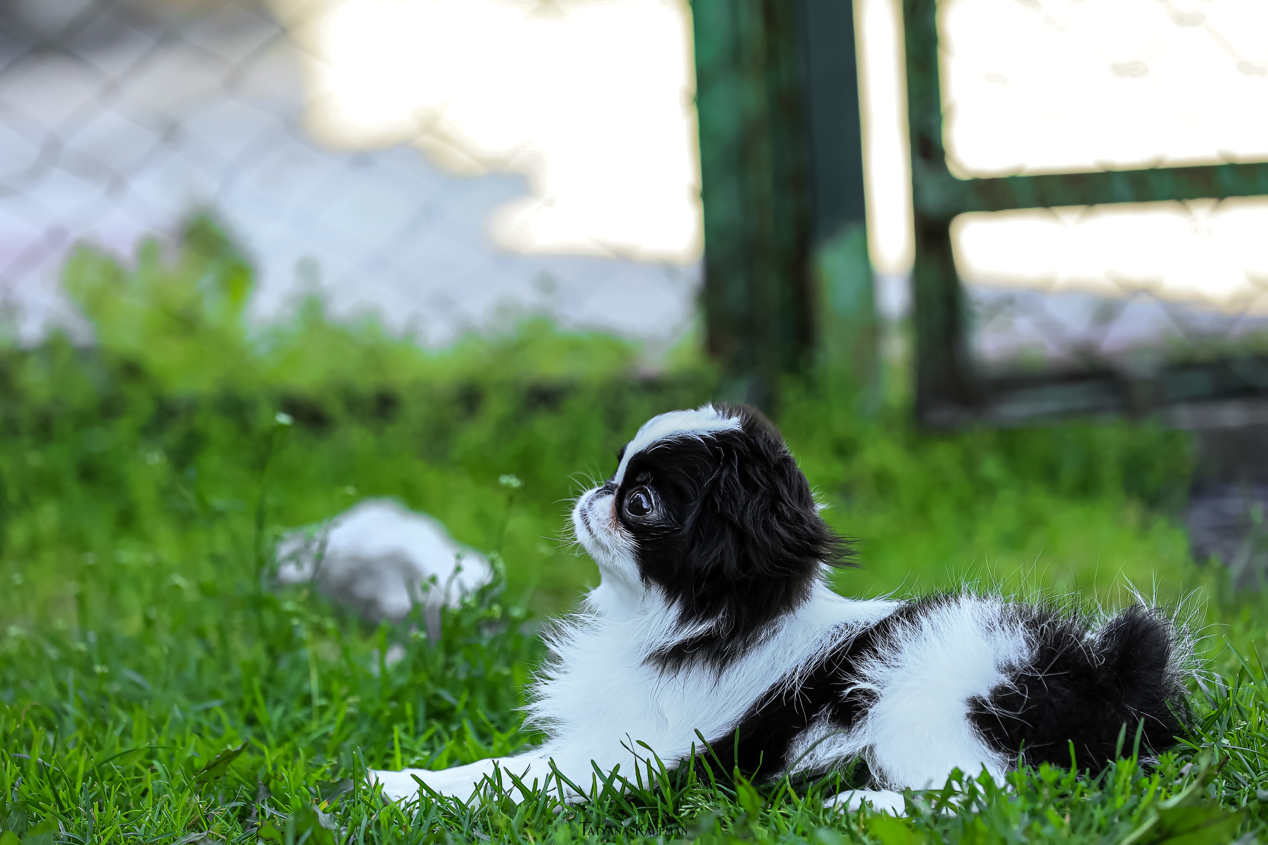 Японский хин, фотография японский хин, собака в цветах, красивая собака, фотограф анималист, фотокурс Анималистика, научиться фотографировать собак, фотограф Новосибирск
