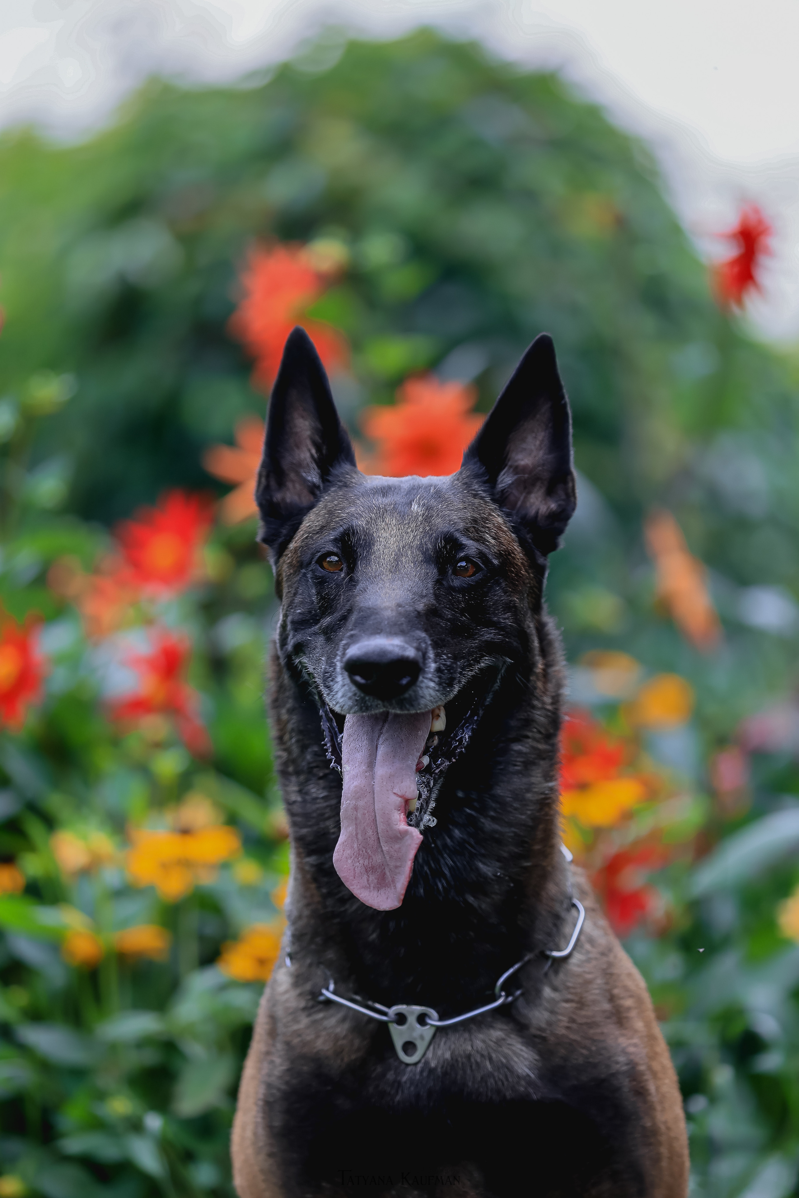 Фотосессия Малинуа. Фотограф Анималист из Новосибирска Татьяна Кауфман