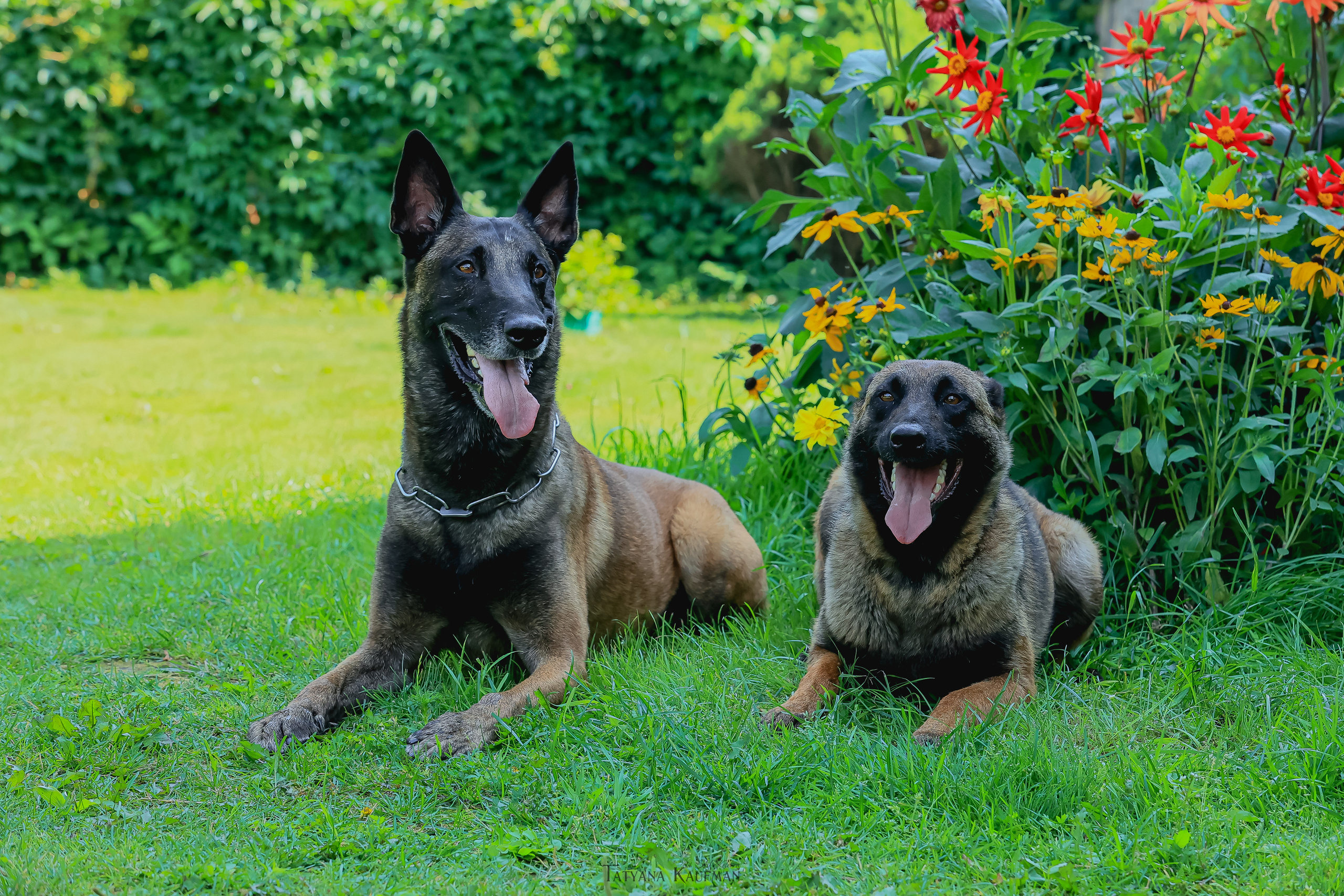 Фотосессия Малинуа. Фотограф Анималист из Новосибирска Татьяна Кауфман