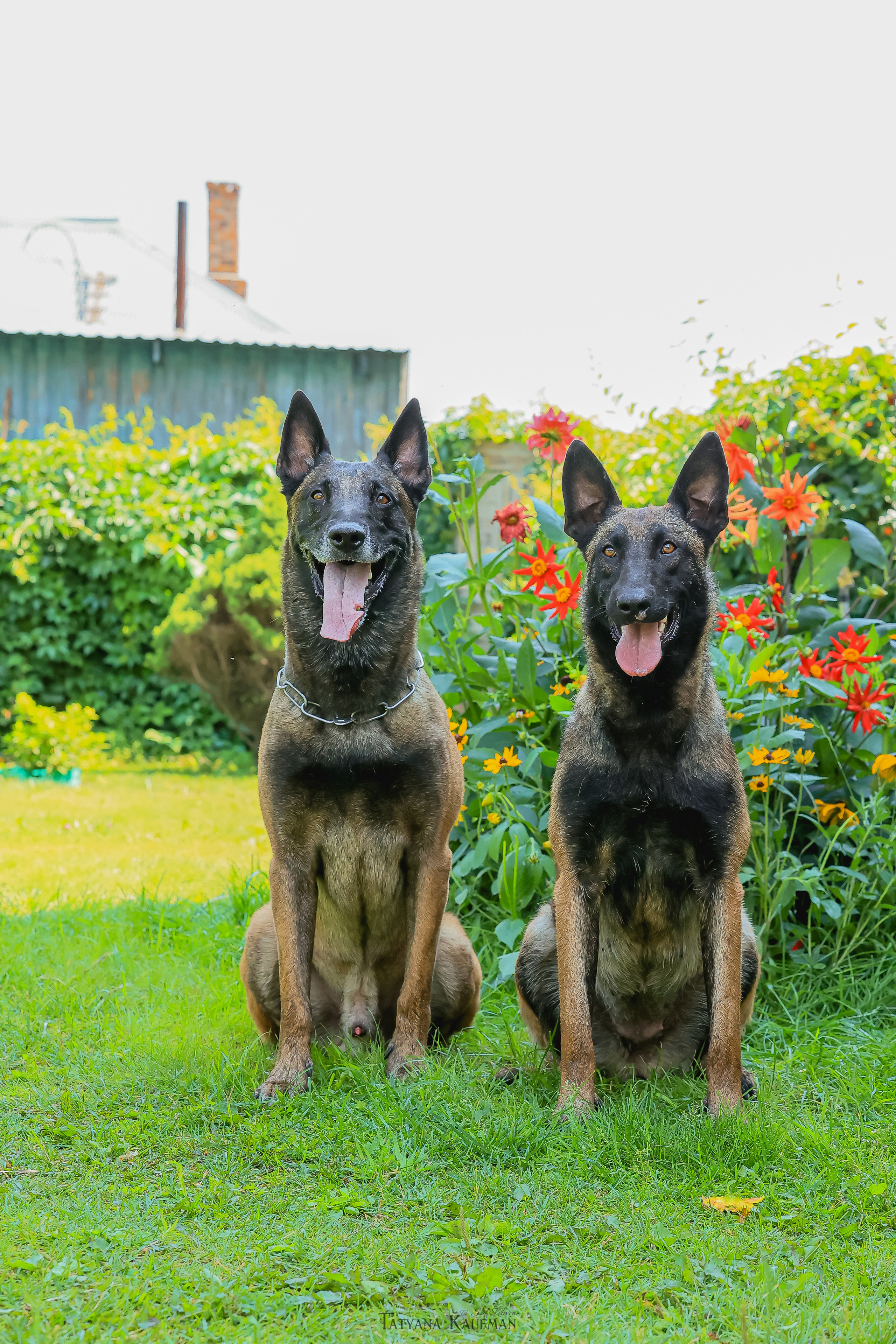 Фотосессия Малинуа. Фотограф Анималист из Новосибирска Татьяна Кауфман