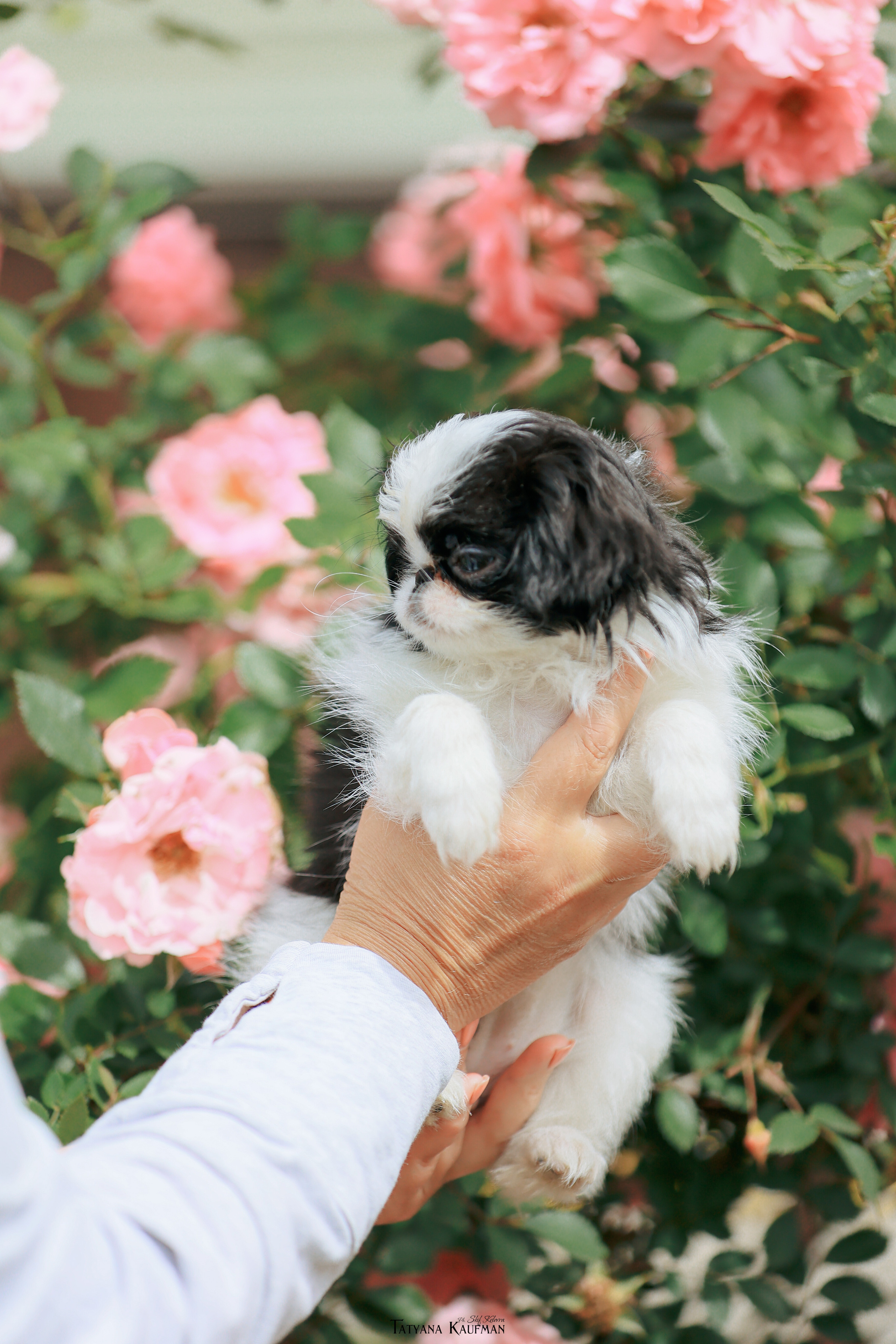 Фотосъемка японских хинов. Фотограф Анималист из Новосибирска Татьяна Кауфман