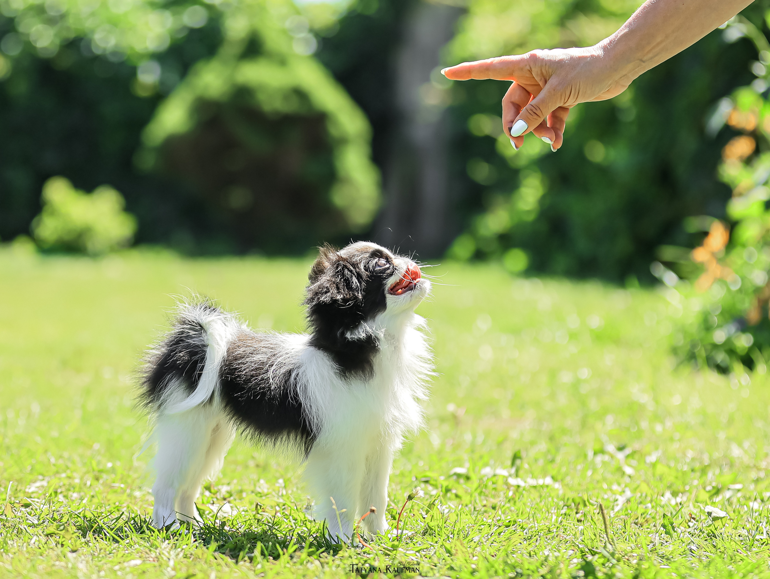 Японский хин, фотография японский хин, собака в цветах, красивая собака, фотограф анималист, фотокурс Анималистика, научиться фотографировать собак, фотограф Новосибирск