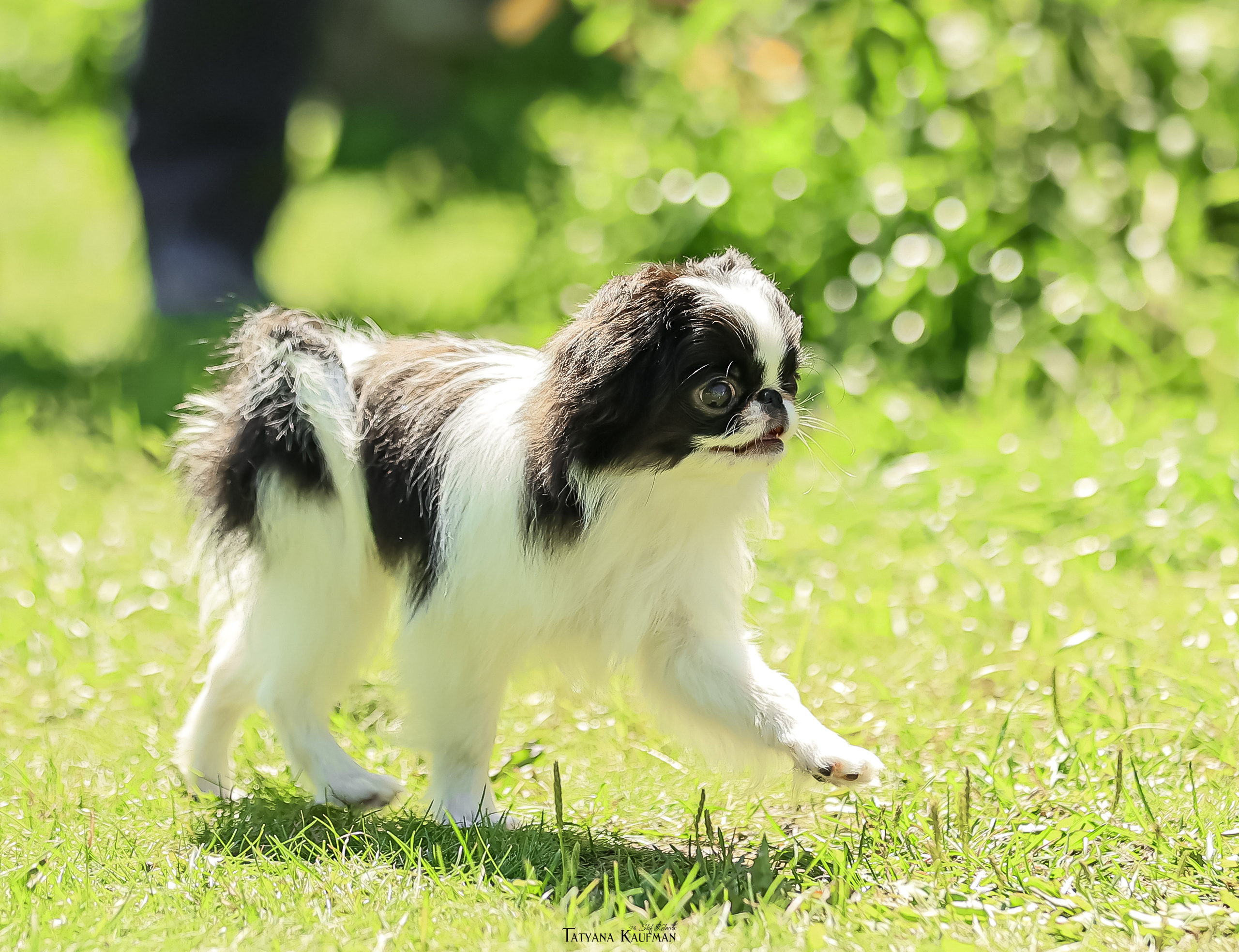 Японский хин, фотография японский хин, собака в цветах, красивая собака, фотограф анималист, фотокурс Анималистика, научиться фотографировать собак, фотограф Новосибирск