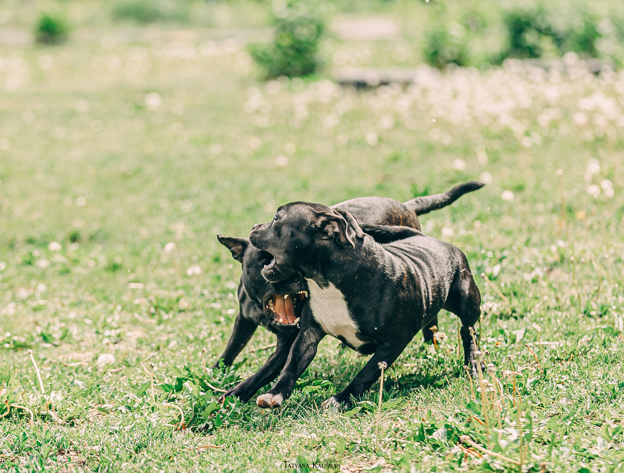 Фотосъемка стаффи. Фотограф Анималист из Новосибирска Татьяна Кауфман