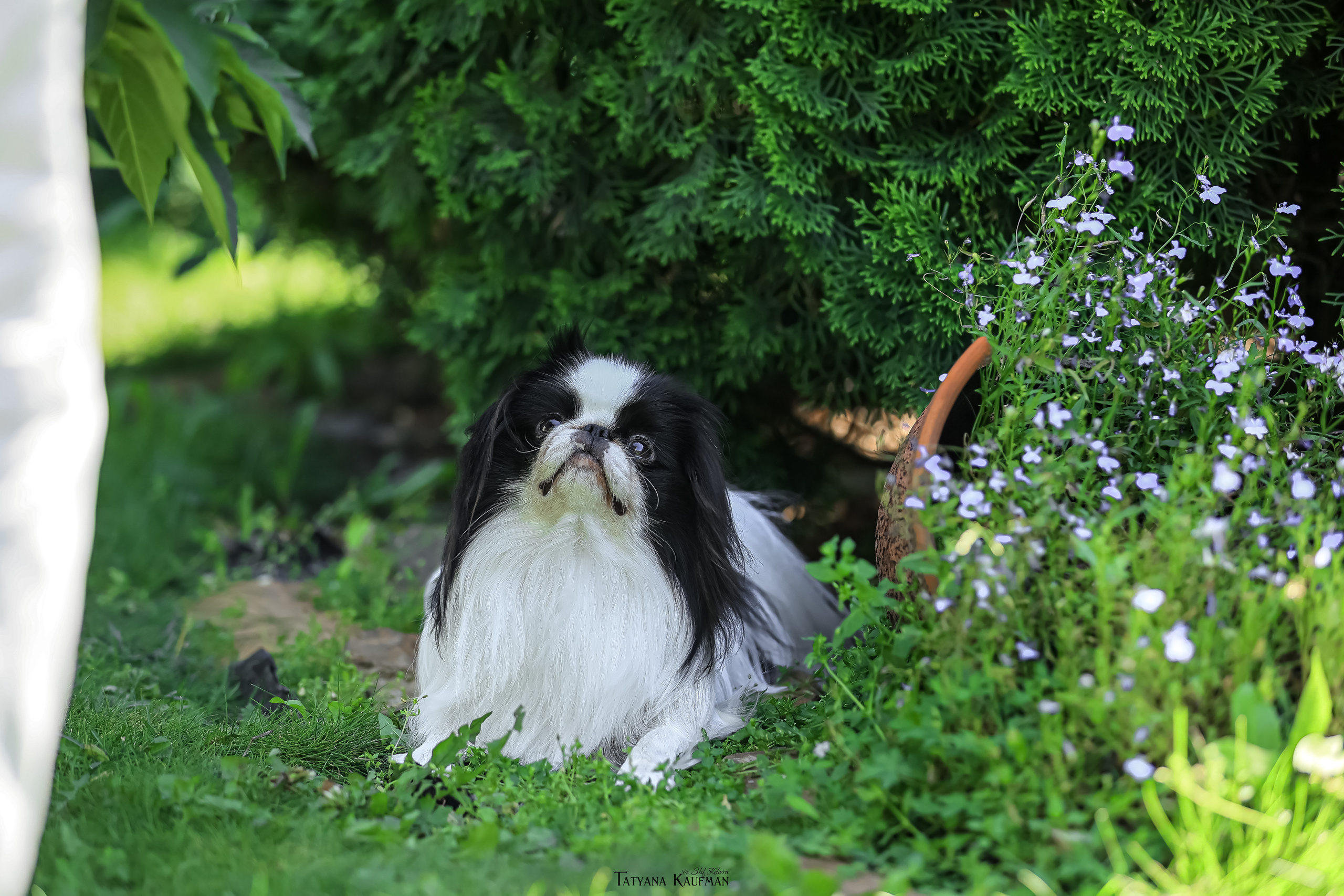 Японский хин, фотография японский хин, собака в цветах, красивая собака, фотограф анималист, фотокурс Анималистика, научиться фотографировать собак, фотограф Новосибирск