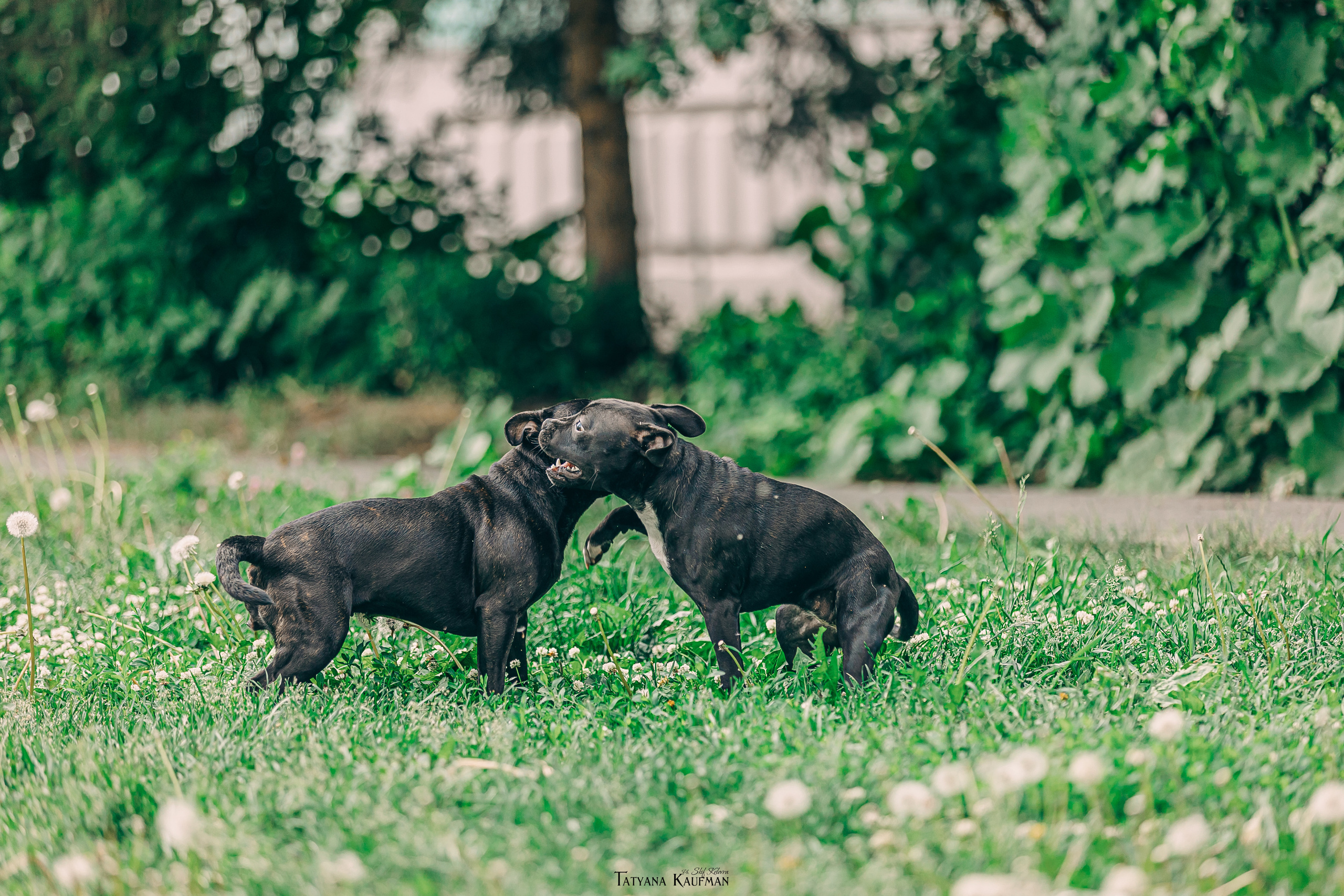 Фотосъемка стаффи. Фотограф Анималист из Новосибирска Татьяна Кауфман