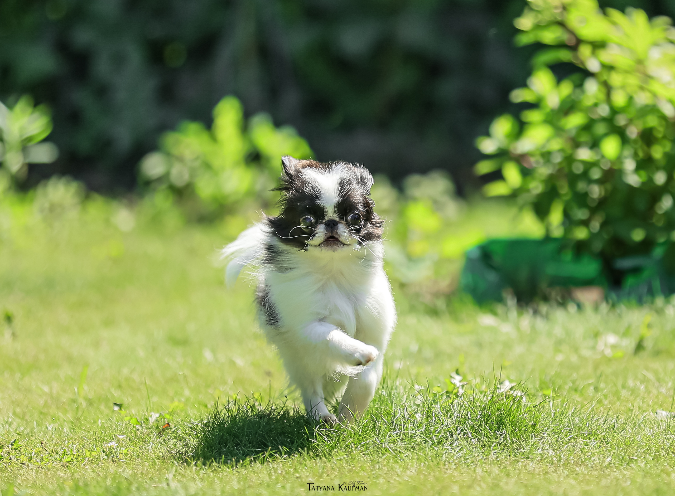 Японский хин, фотография японский хин, собака в цветах, красивая собака, фотограф анималист, фотокурс Анималистика, научиться фотографировать собак, фотограф Новосибирск