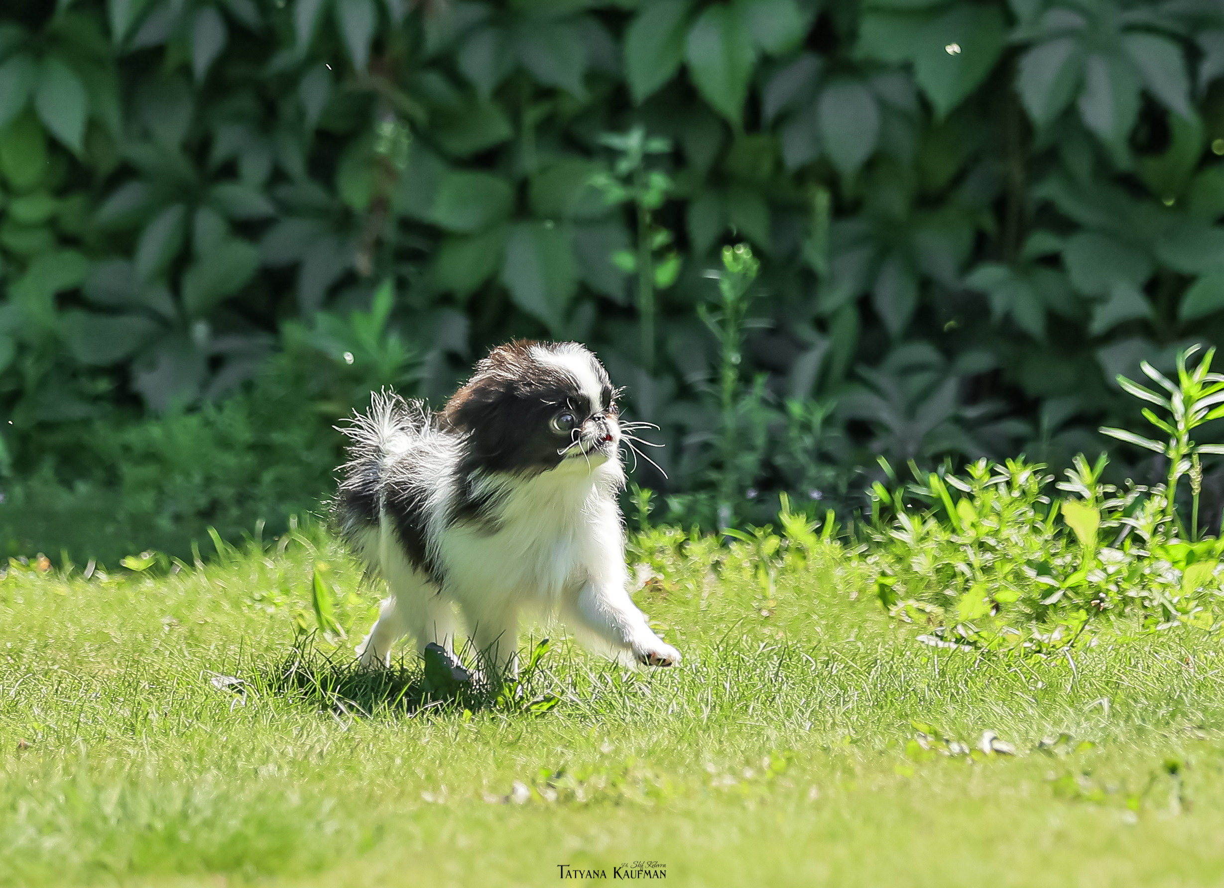 Японский хин, фотография японский хин, собака в цветах, красивая собака, фотограф анималист, фотокурс Анималистика, научиться фотографировать собак, фотограф Новосибирск