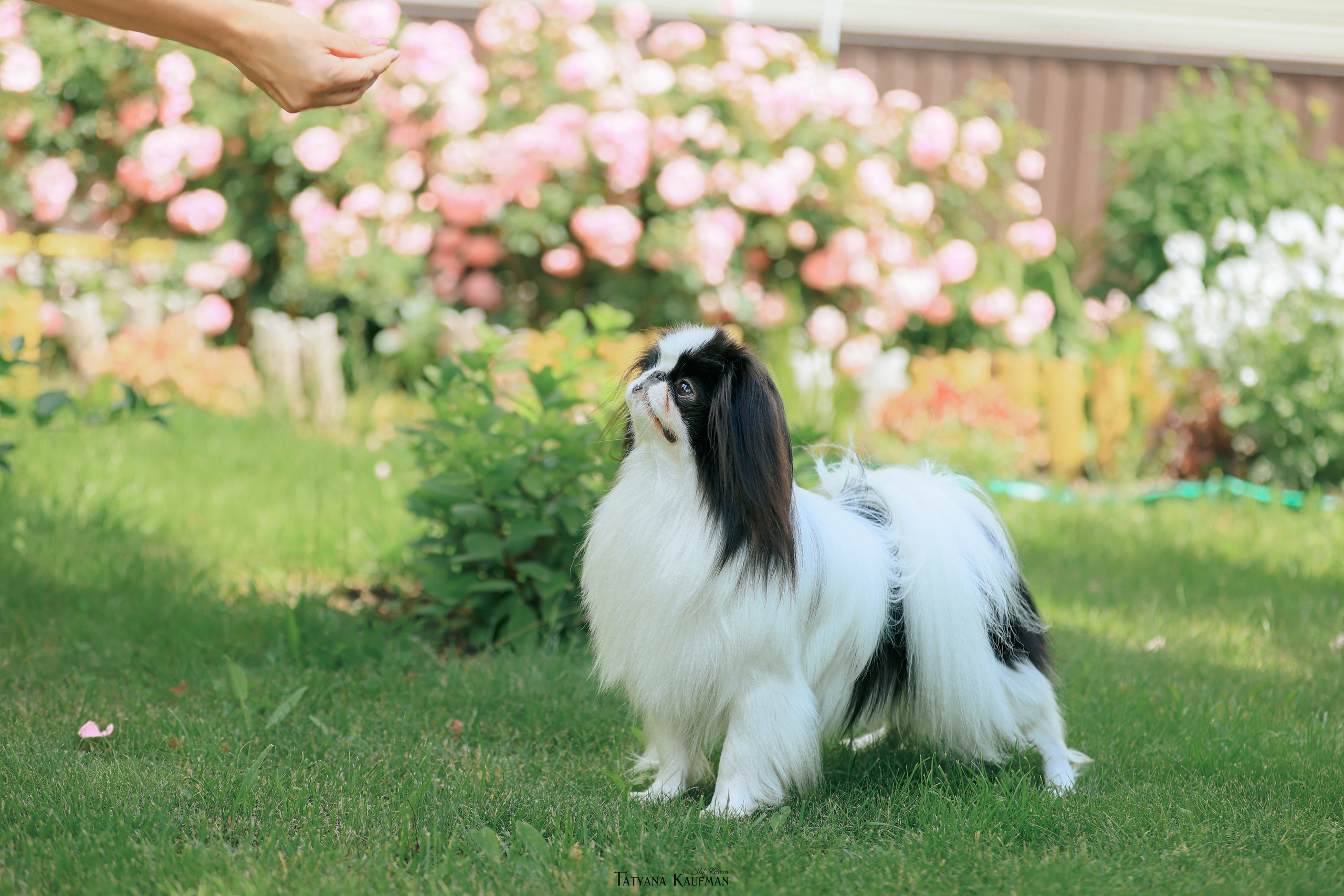 Фотосъемка японских хинов. Фотограф Анималист из Новосибирска Татьяна Кауфман