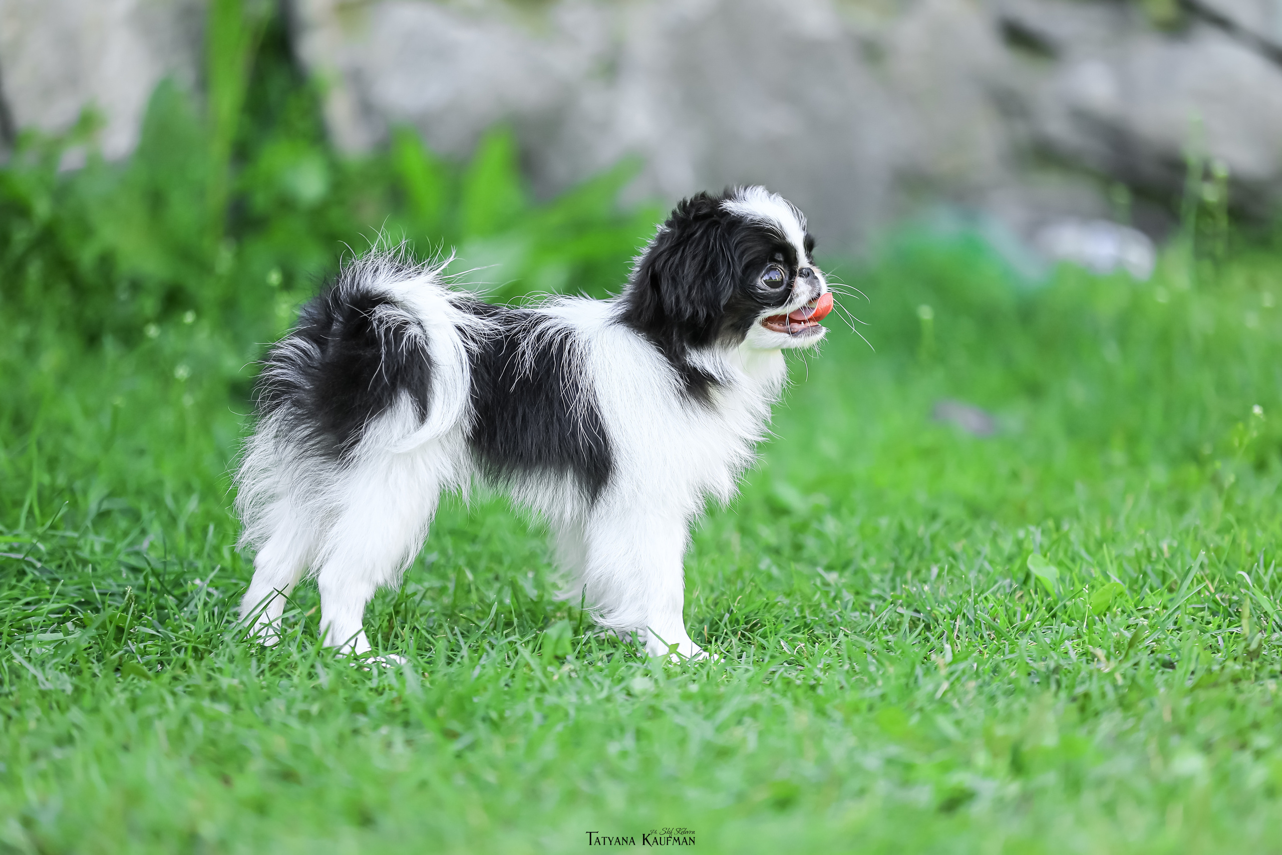 Японский хин, фотография японский хин, собака в цветах, красивая собака, фотограф анималист, фотокурс Анималистика, научиться фотографировать собак, фотограф Новосибирск