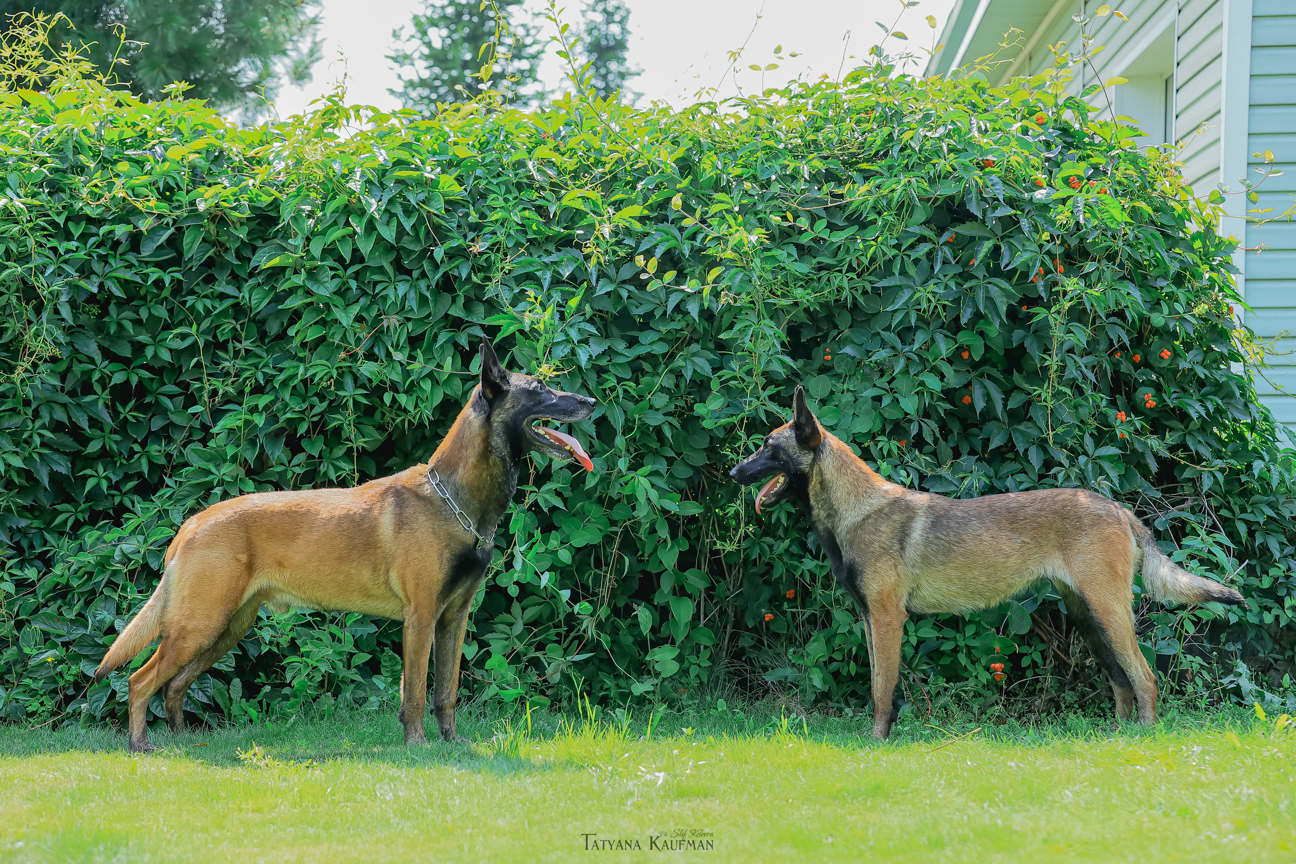 Фотосессия Малинуа. Фотограф Анималист из Новосибирска Татьяна Кауфман