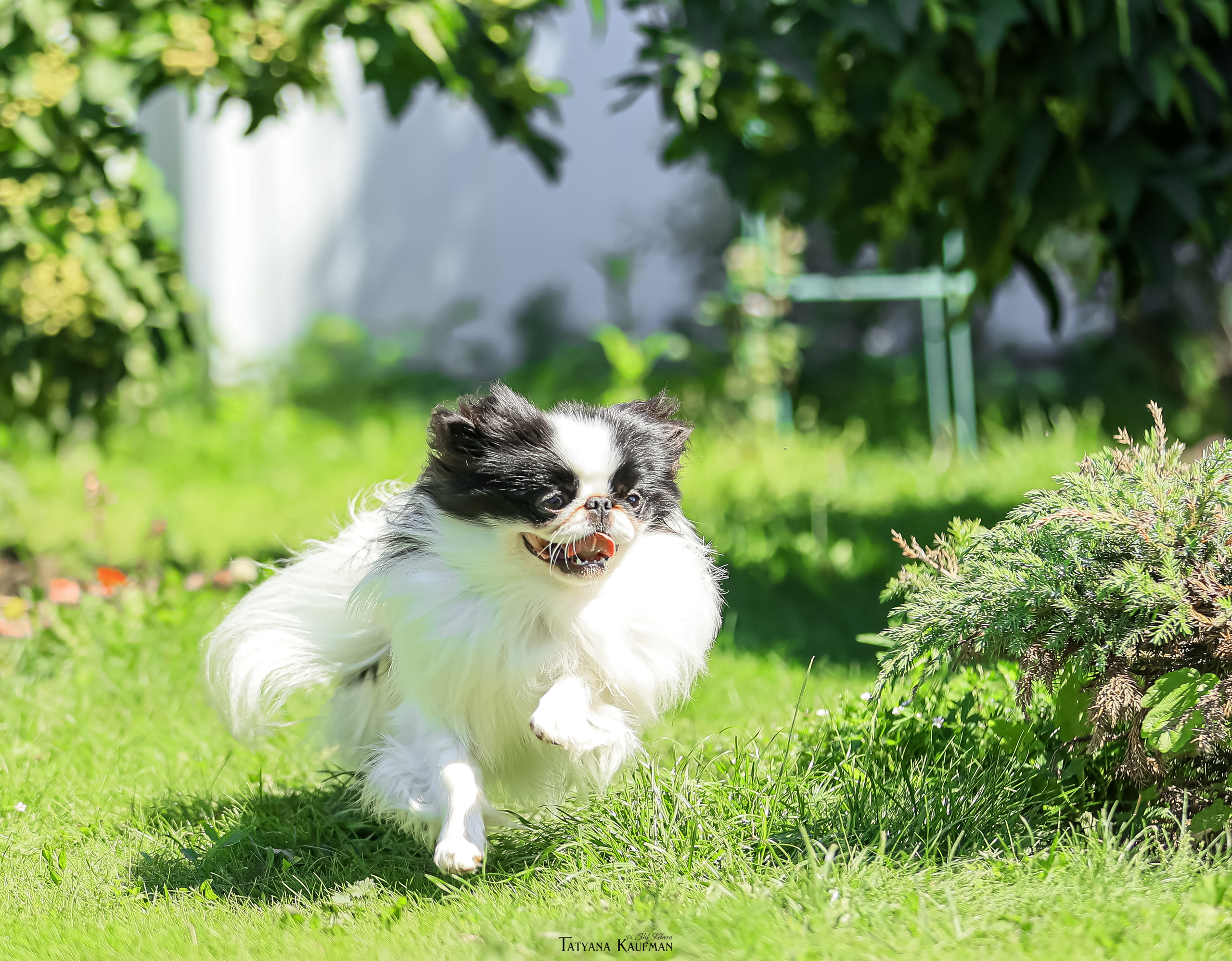 Японский хин, фотография японский хин, собака в цветах, красивая собака, фотограф анималист, фотокурс Анималистика, научиться фотографировать собак, фотограф Новосибирск