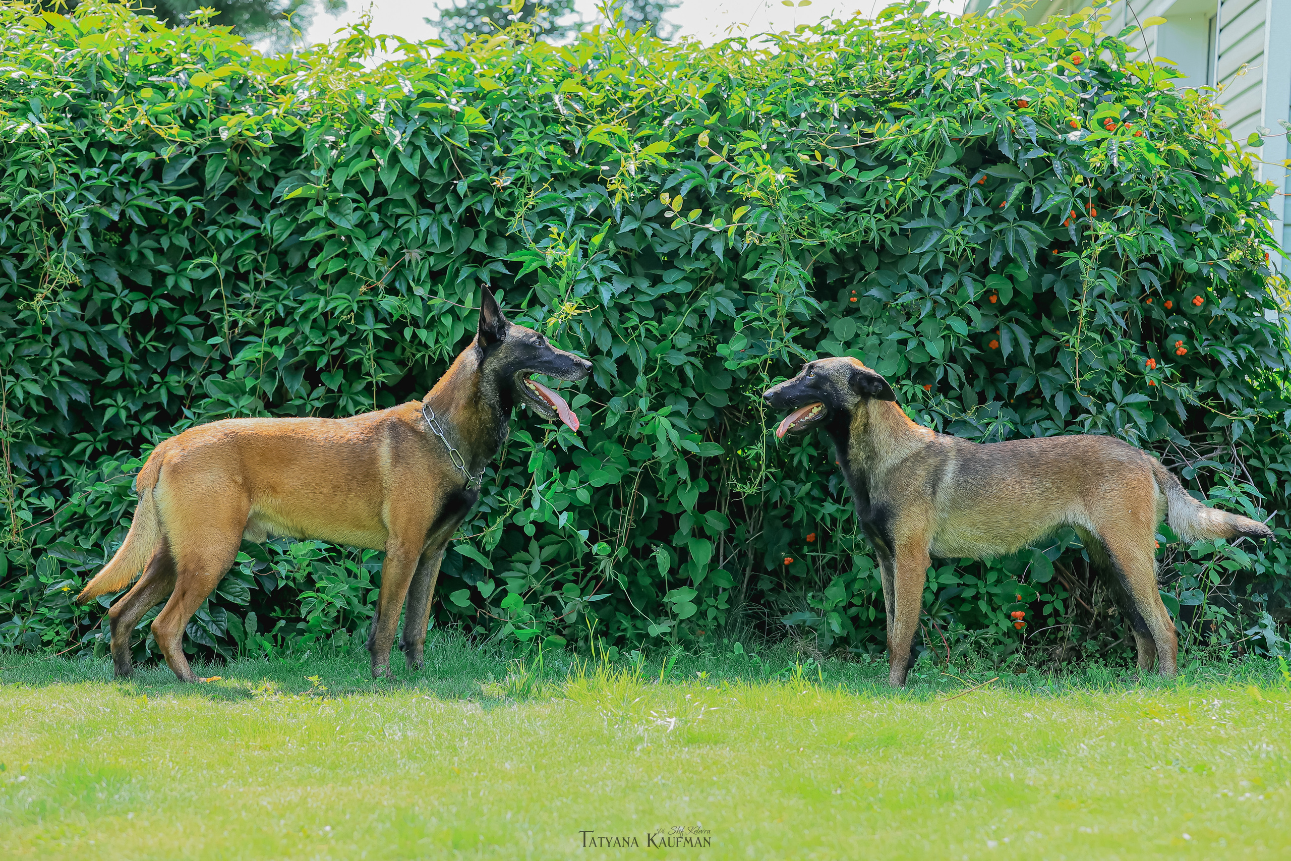 Фотосессия Малинуа. Фотограф Анималист из Новосибирска Татьяна Кауфман