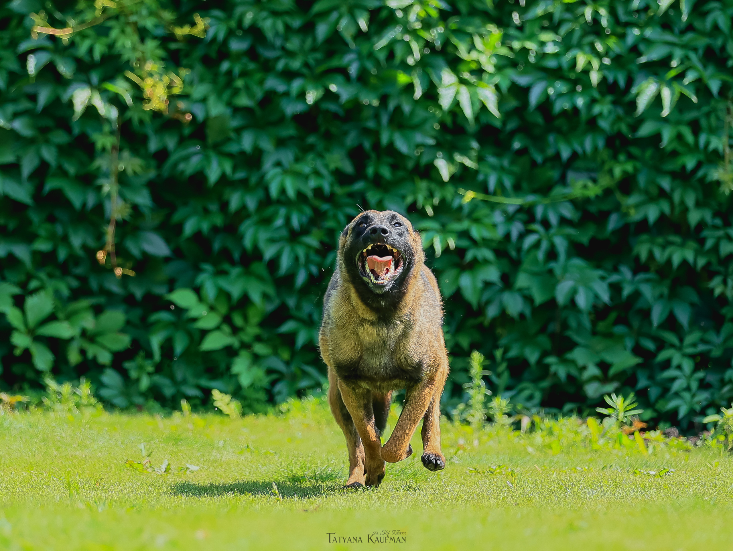 Фотосессия Малинуа. Фотограф Анималист из Новосибирска Татьяна Кауфман