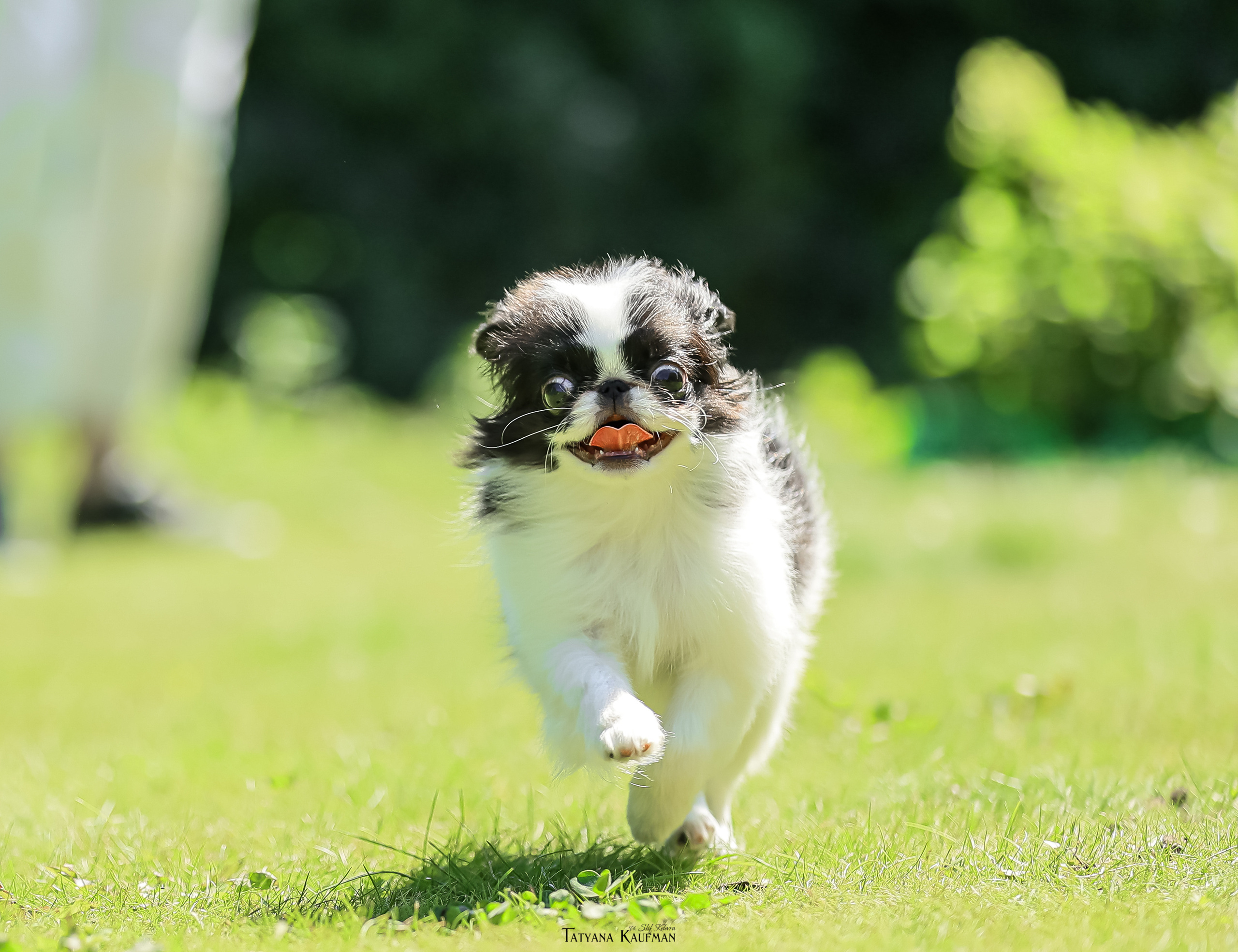 Японский хин, фотография японский хин, собака в цветах, красивая собака, фотограф анималист, фотокурс Анималистика, научиться фотографировать собак, фотограф Новосибирск