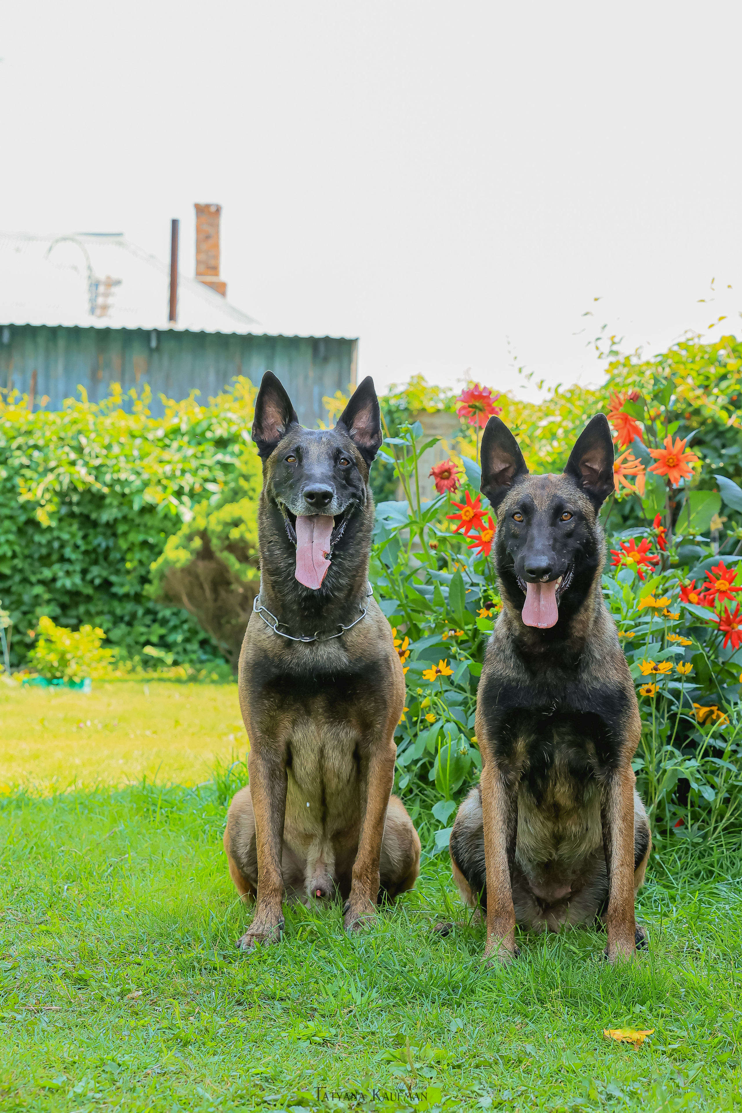 Фотосессия Малинуа. Фотограф Анималист из Новосибирска Татьяна Кауфман