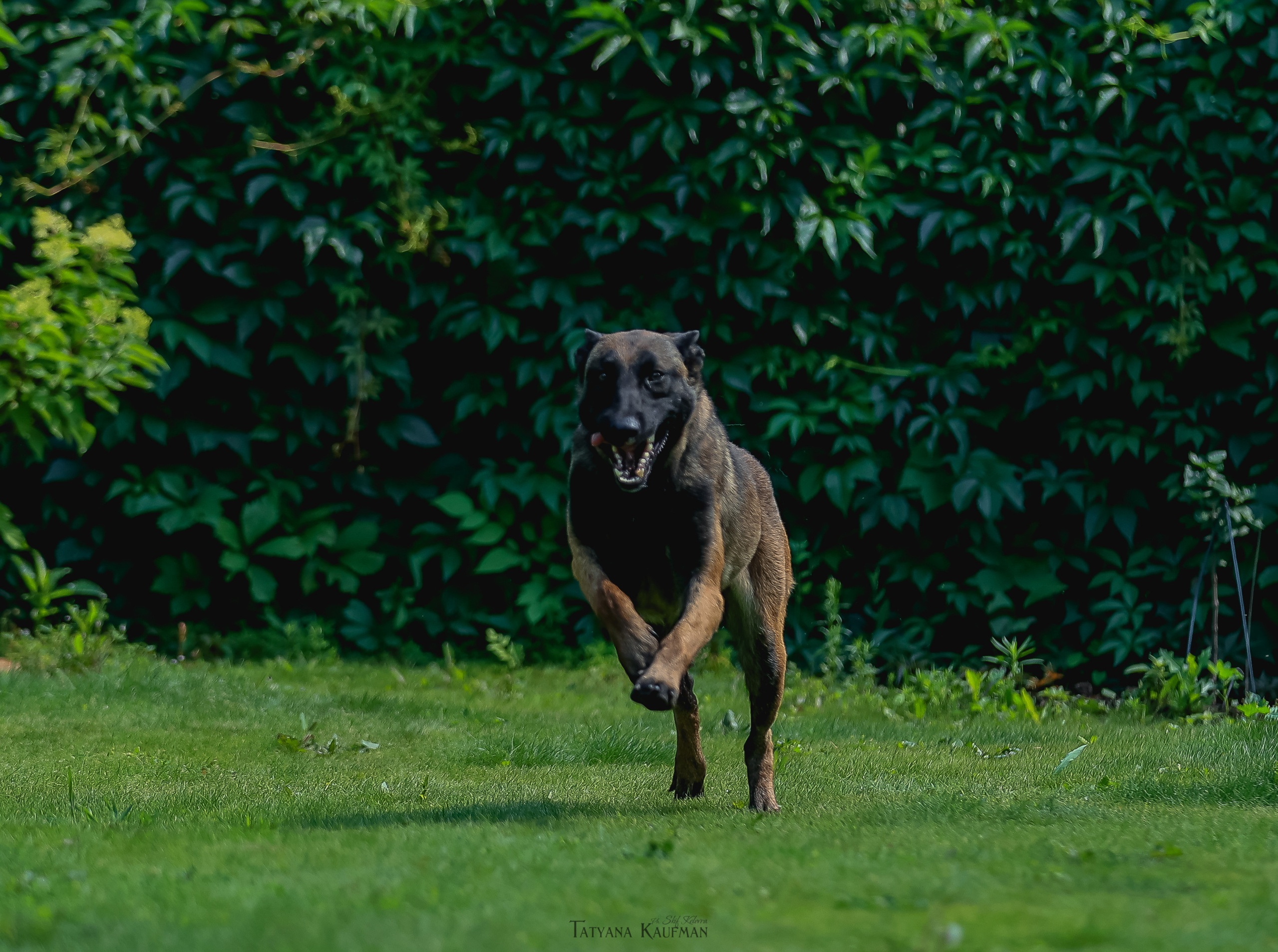 Фотосессия Малинуа. Фотограф Анималист из Новосибирска Татьяна Кауфман