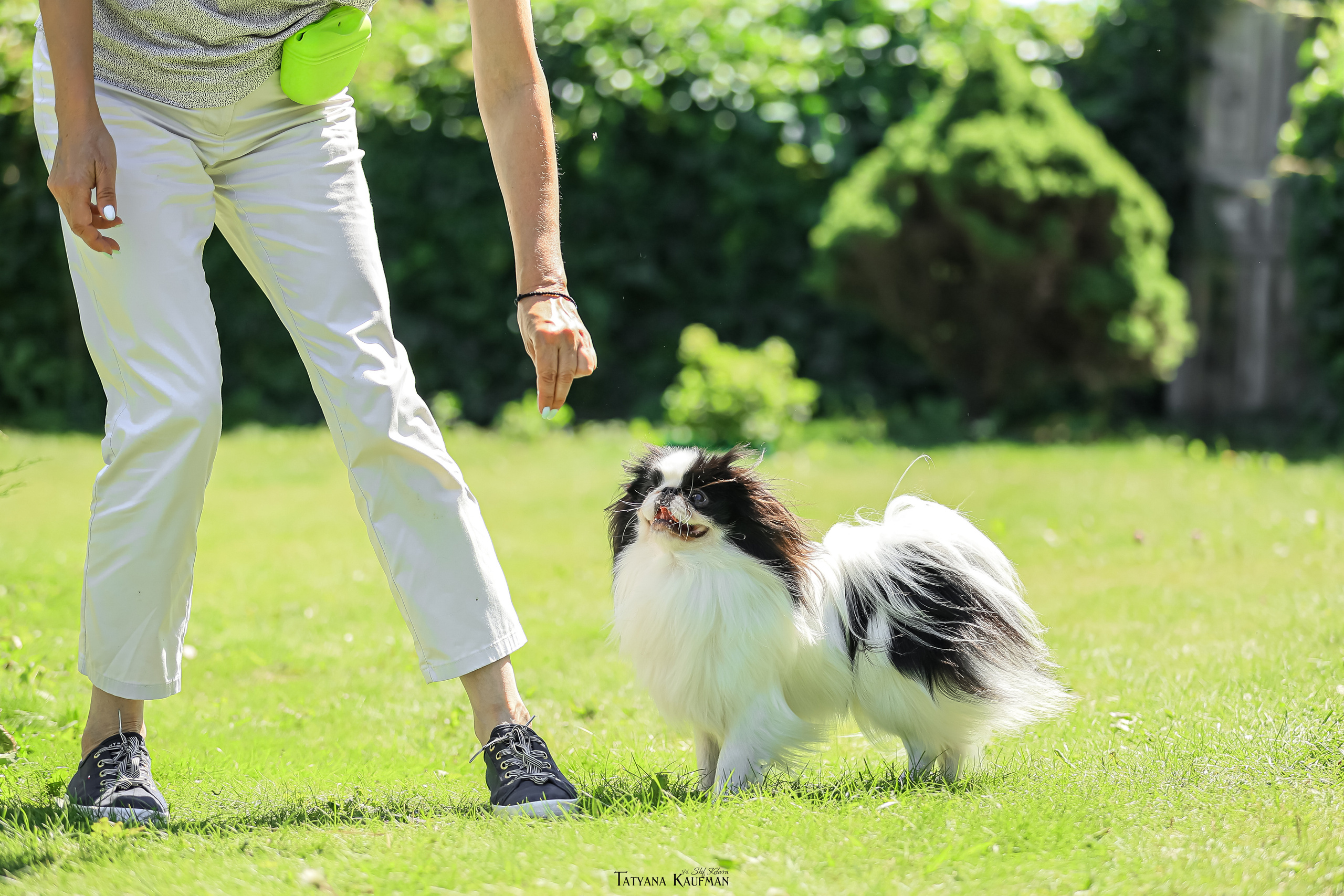 Японский хин, фотография японский хин, собака в цветах, красивая собака, фотограф анималист, фотокурс Анималистика, научиться фотографировать собак, фотограф Новосибирск
