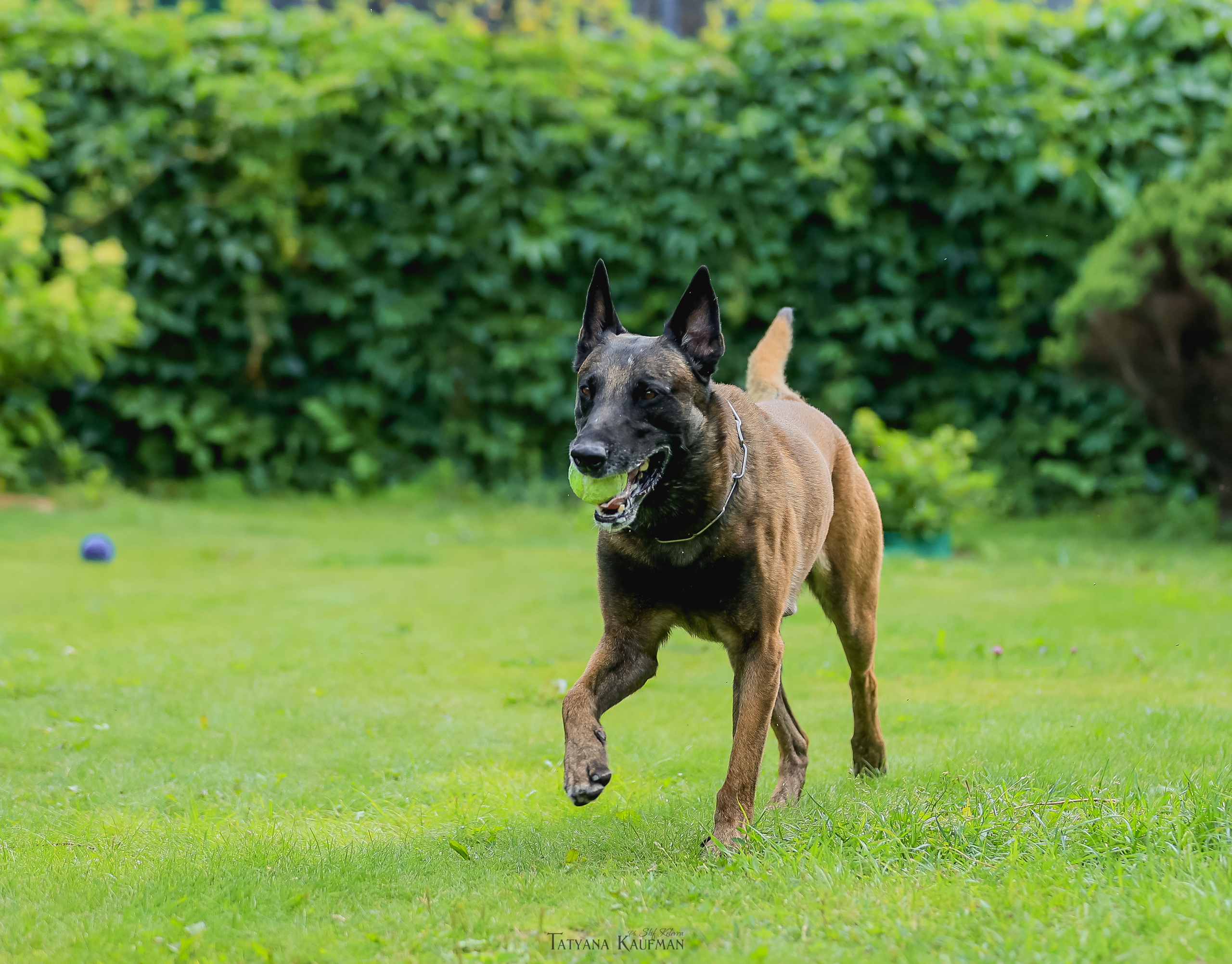 Фотосессия Малинуа. Фотограф Анималист из Новосибирска Татьяна Кауфман