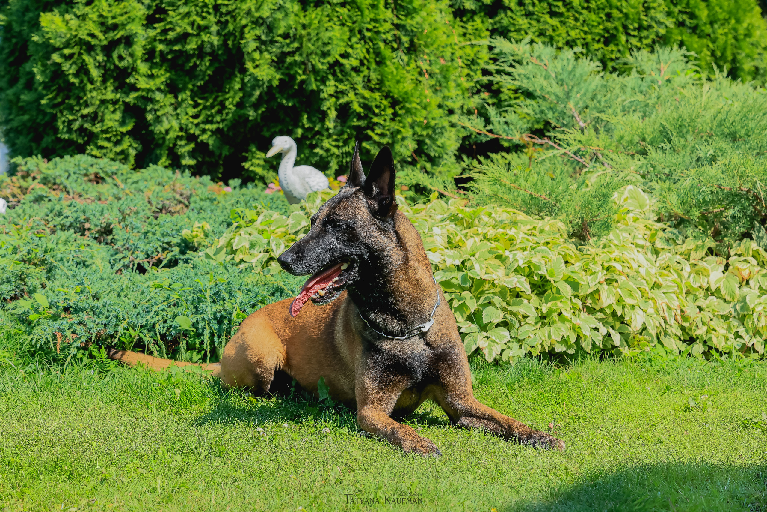 Фотосессия Малинуа. Фотограф Анималист из Новосибирска Татьяна Кауфман