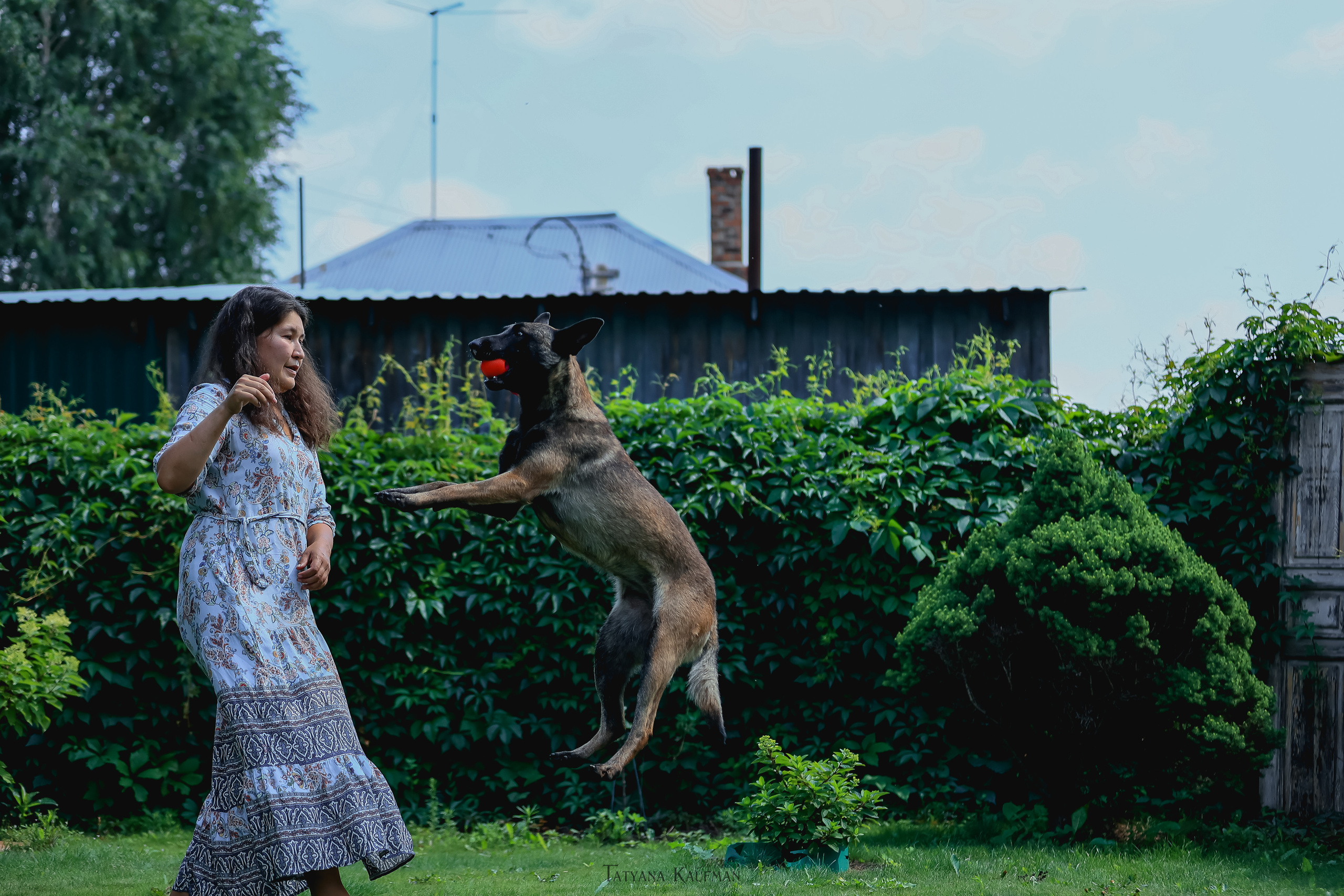 Фотосессия Малинуа. Фотограф Анималист из Новосибирска Татьяна Кауфман