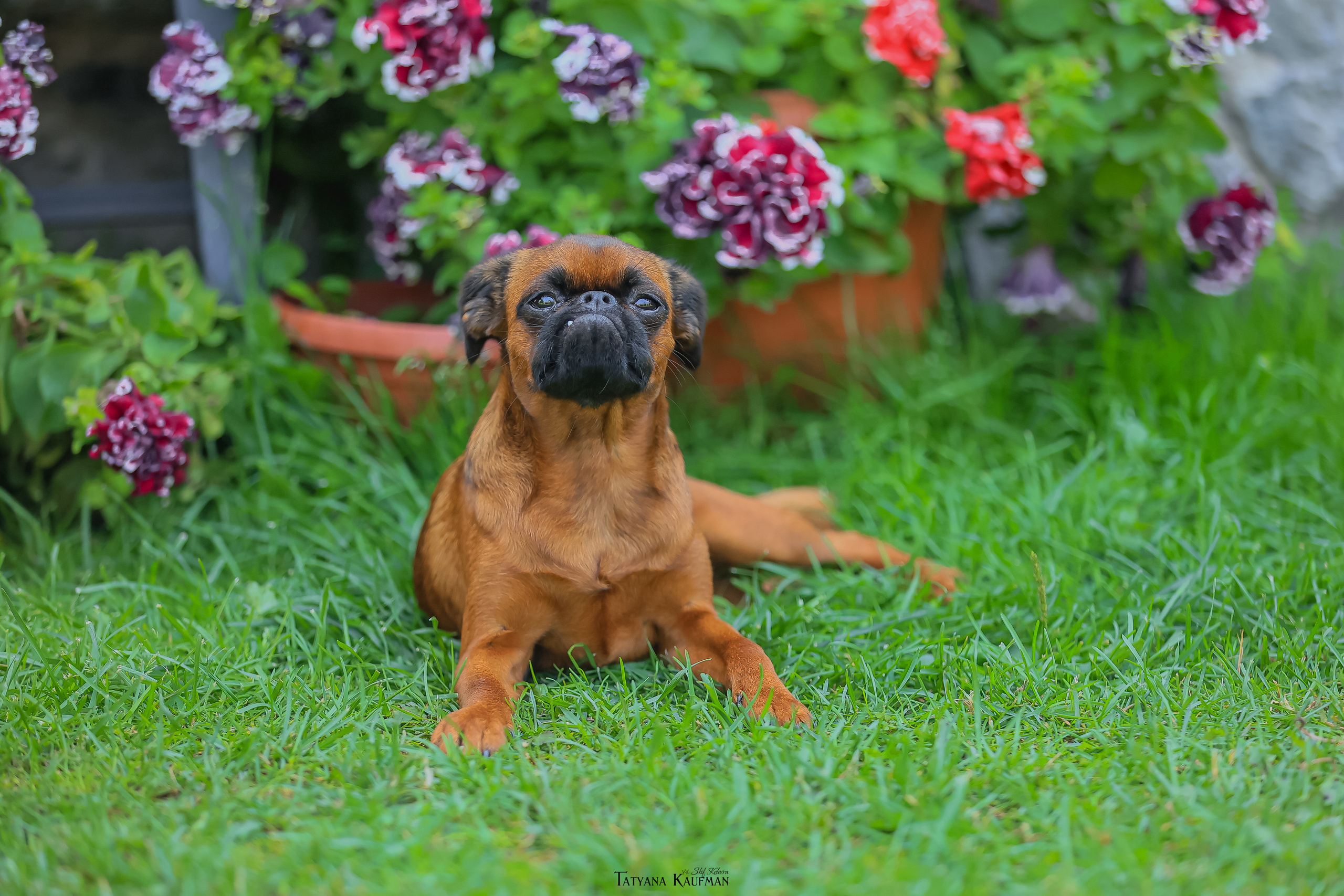 Малый брабансон, фотография брабансон, красивая собака, фотограф анималист, фотокурс Анималистика, научиться фотографировать собак, фотограф Новосибирск
