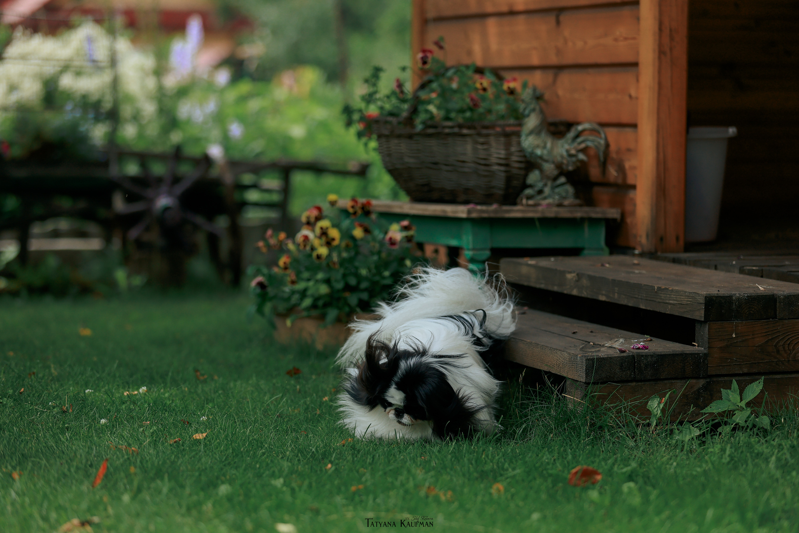 Фотосъемка японских хинов. Фотограф Анималист из Новосибирска Татьяна Кауфман