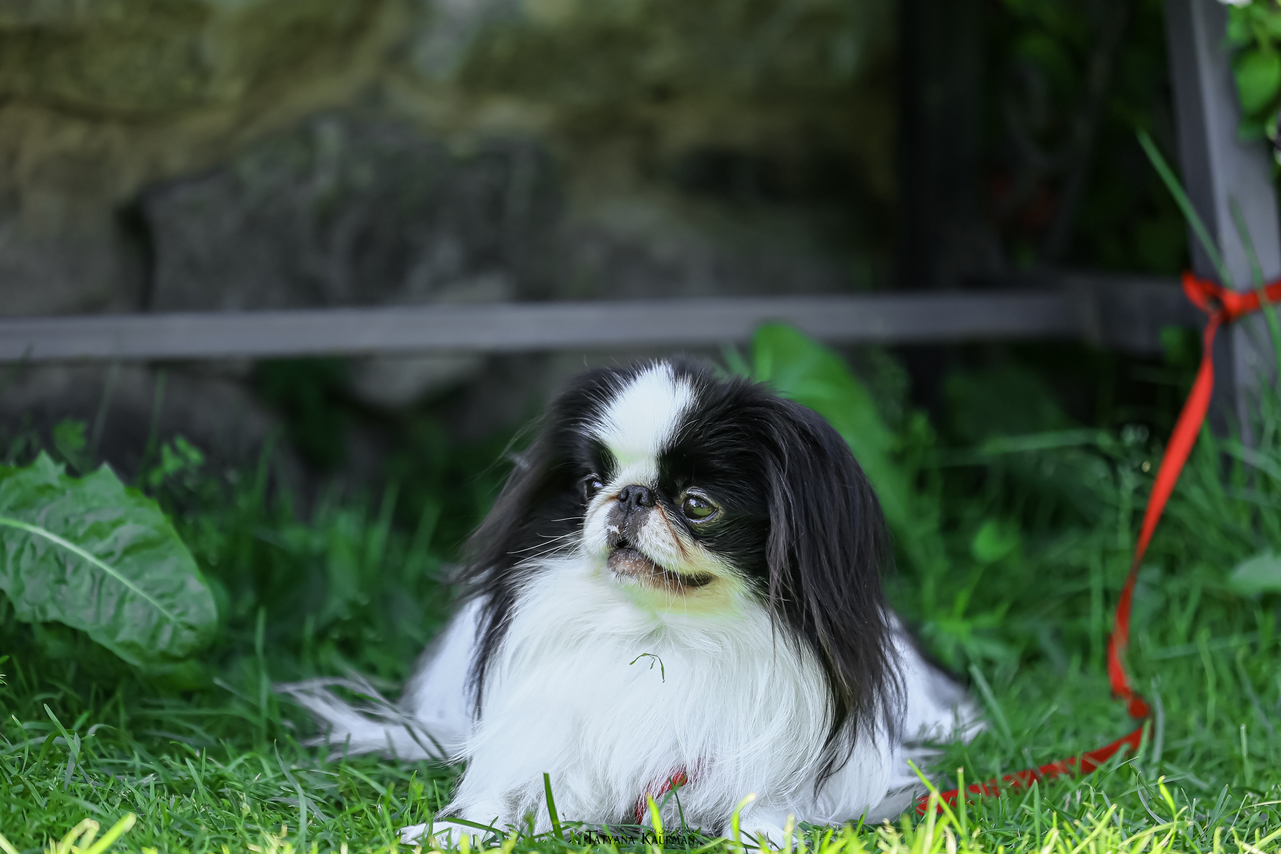 Японский хин, фотография японский хин, собака в цветах, красивая собака, фотограф анималист, фотокурс Анималистика, научиться фотографировать собак, фотограф Новосибирск