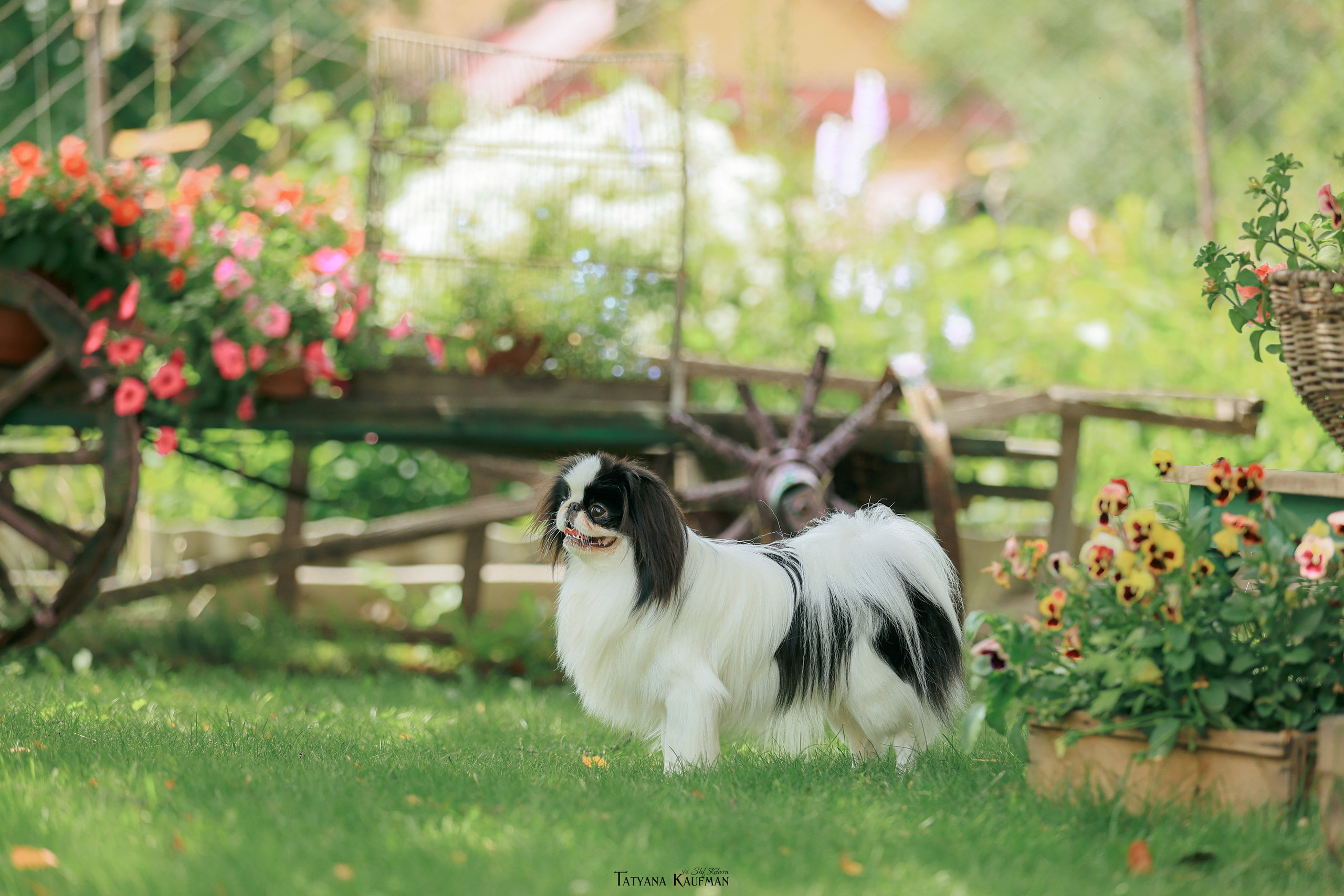 Фотосъемка японских хинов. Фотограф Анималист из Новосибирска Татьяна Кауфман