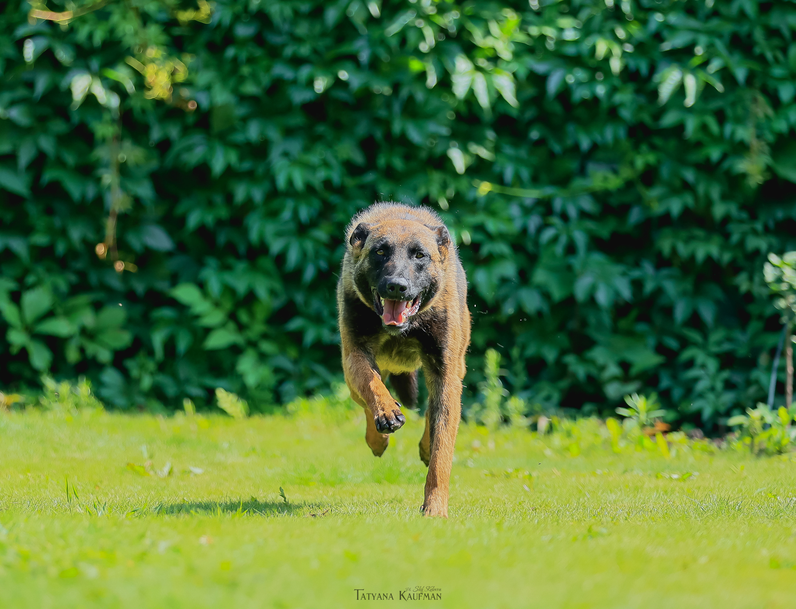 Фотосессия Малинуа. Фотограф Анималист из Новосибирска Татьяна Кауфман