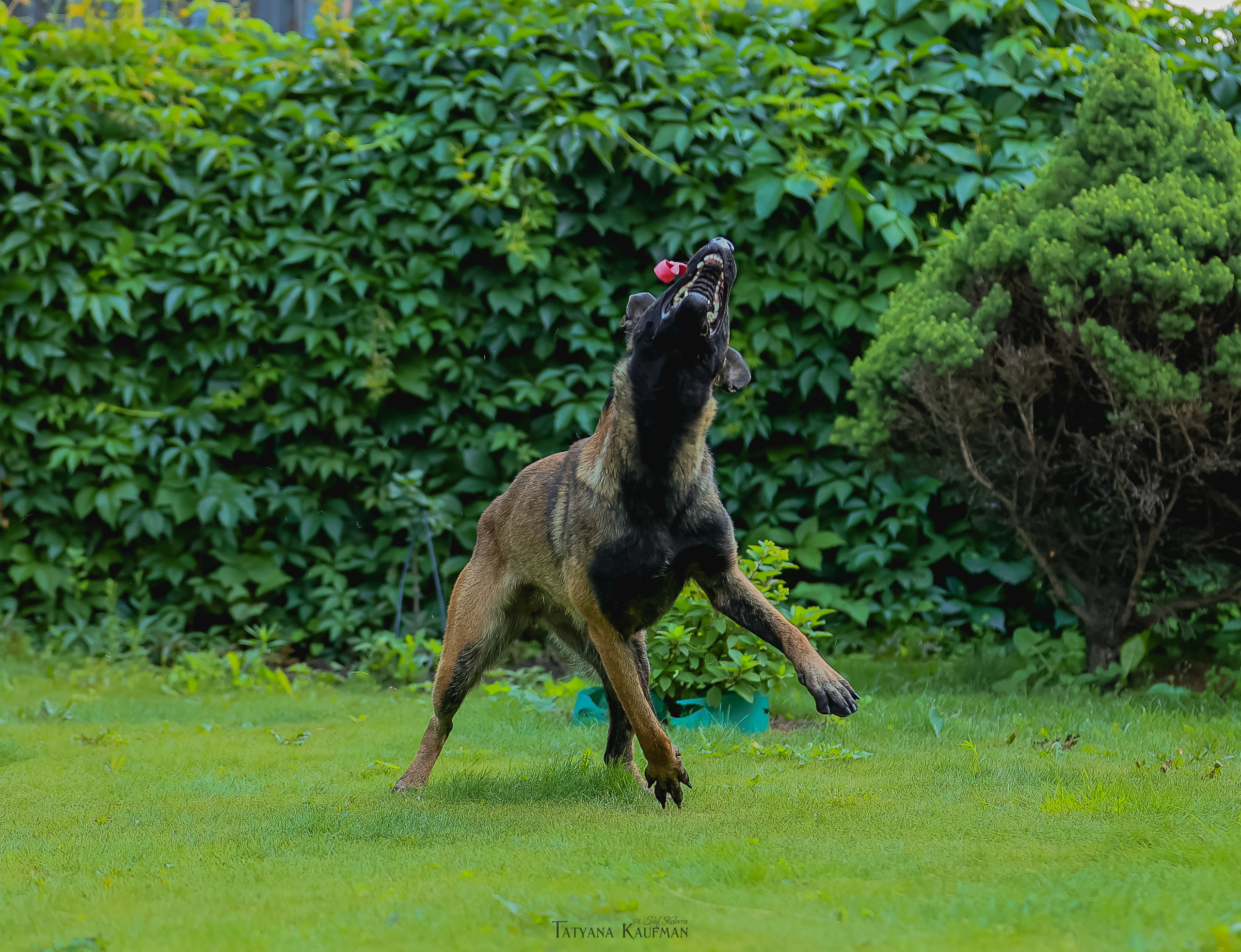 Фотосессия Малинуа. Фотограф Анималист из Новосибирска Татьяна Кауфман