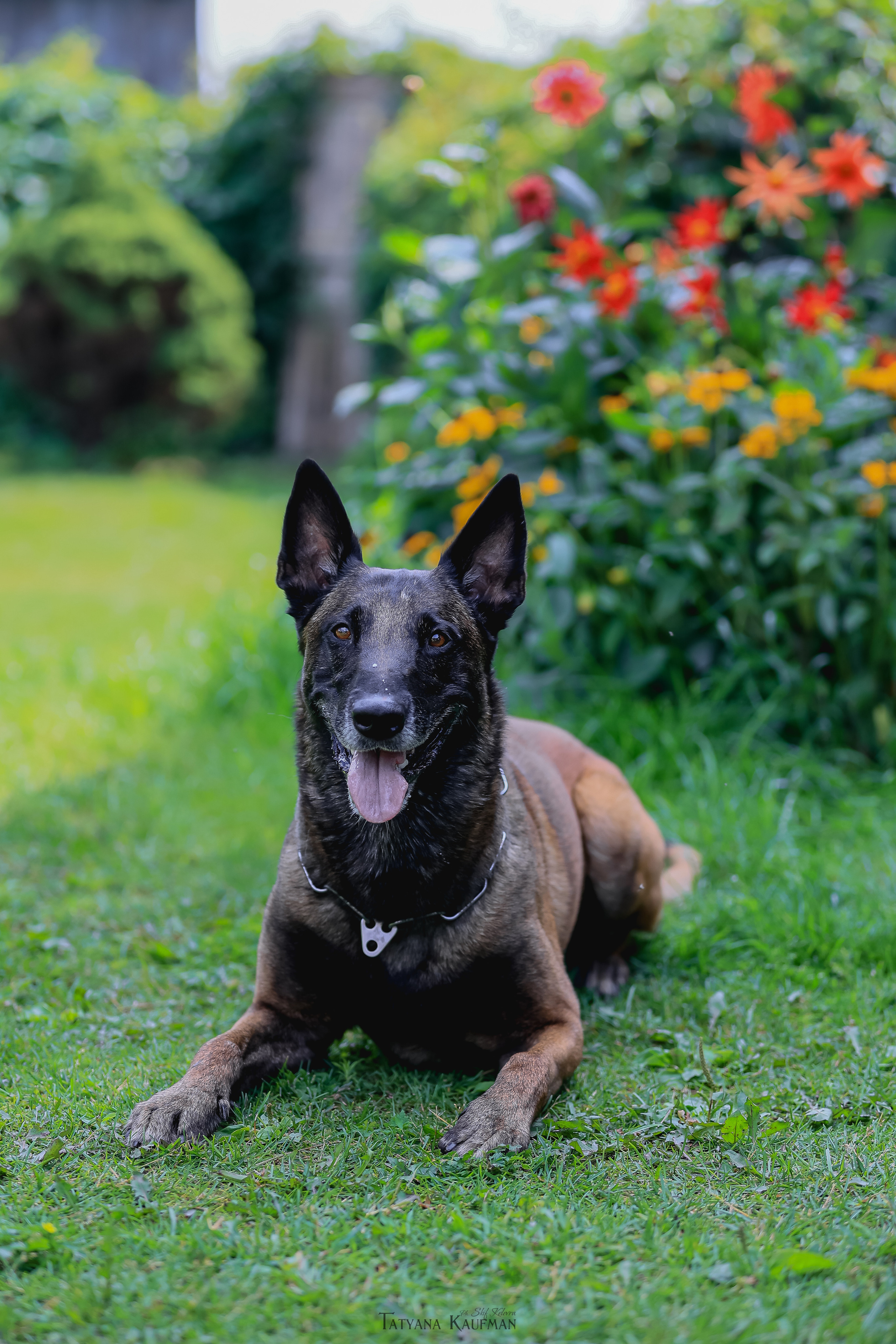 Фотосессия Малинуа. Фотограф Анималист из Новосибирска Татьяна Кауфман