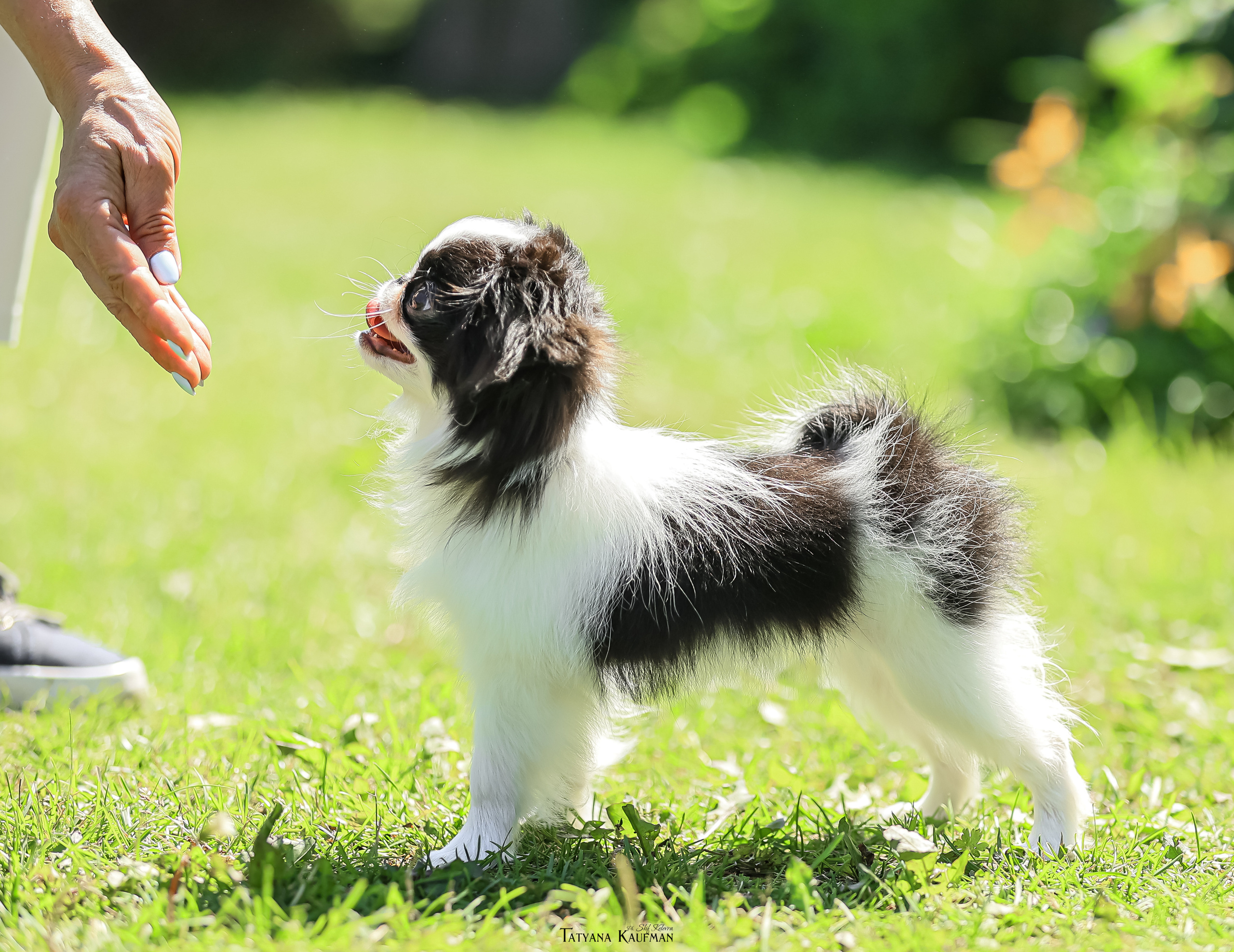 Японский хин, фотография японский хин, собака в цветах, красивая собака, фотограф анималист, фотокурс Анималистика, научиться фотографировать собак, фотограф Новосибирск