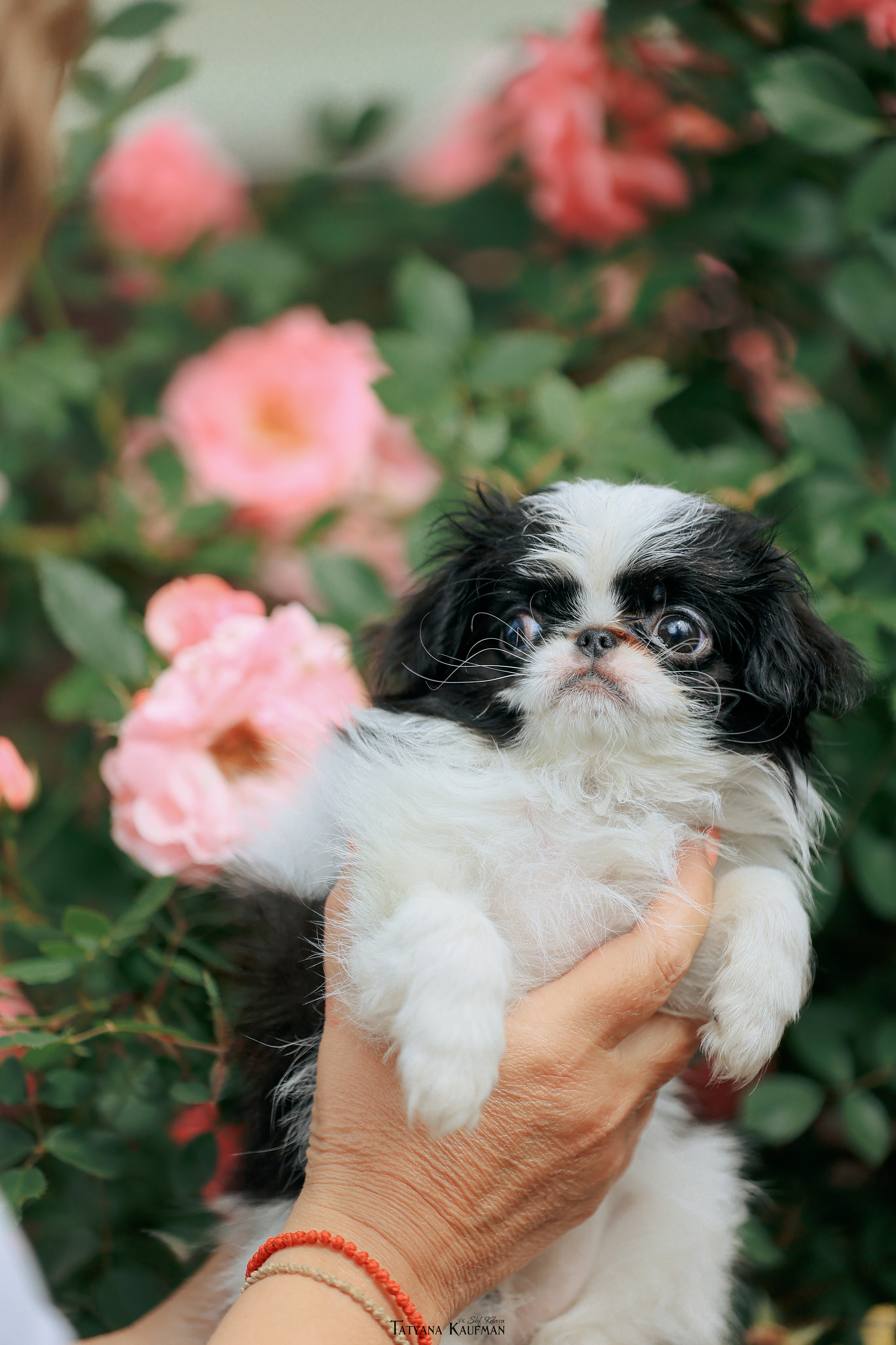 Фотосъемка японских хинов. Фотограф Анималист из Новосибирска Татьяна Кауфман