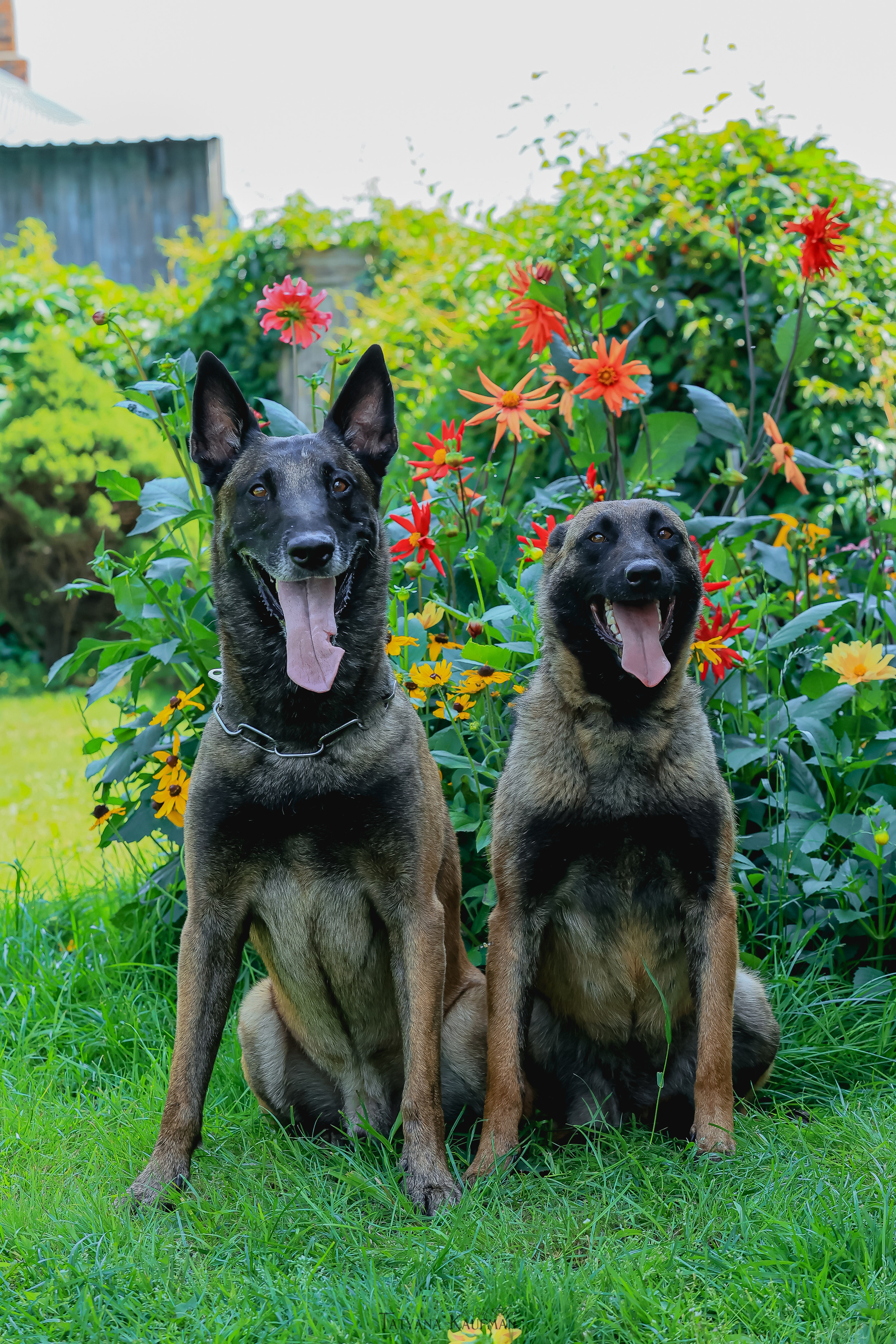 Фотосессия Малинуа. Фотограф Анималист из Новосибирска Татьяна Кауфман