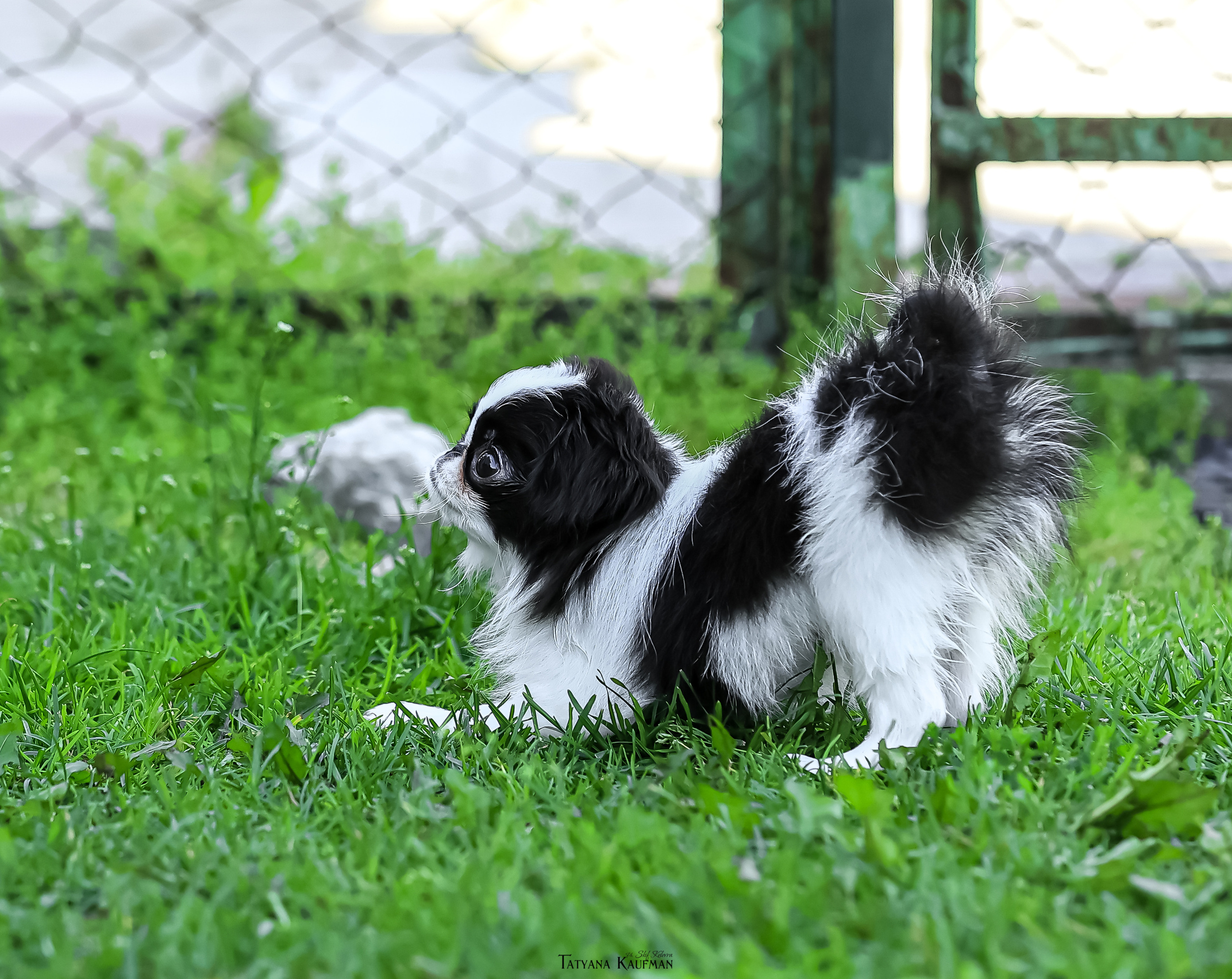 Японский хин, фотография японский хин, собака в цветах, красивая собака, фотограф анималист, фотокурс Анималистика, научиться фотографировать собак, фотограф Новосибирск